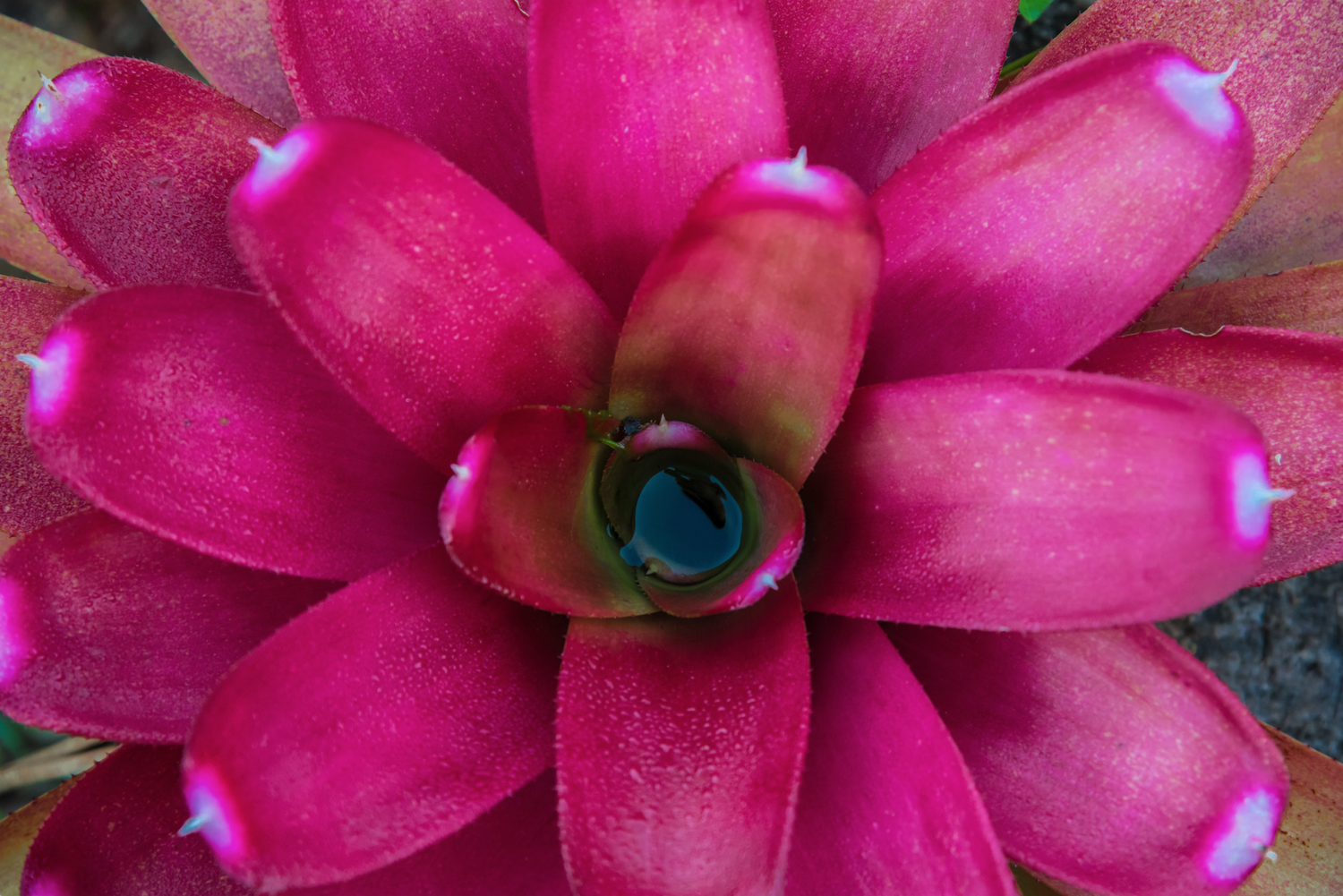 The Best Way to Water Your Bromeliad Plants
