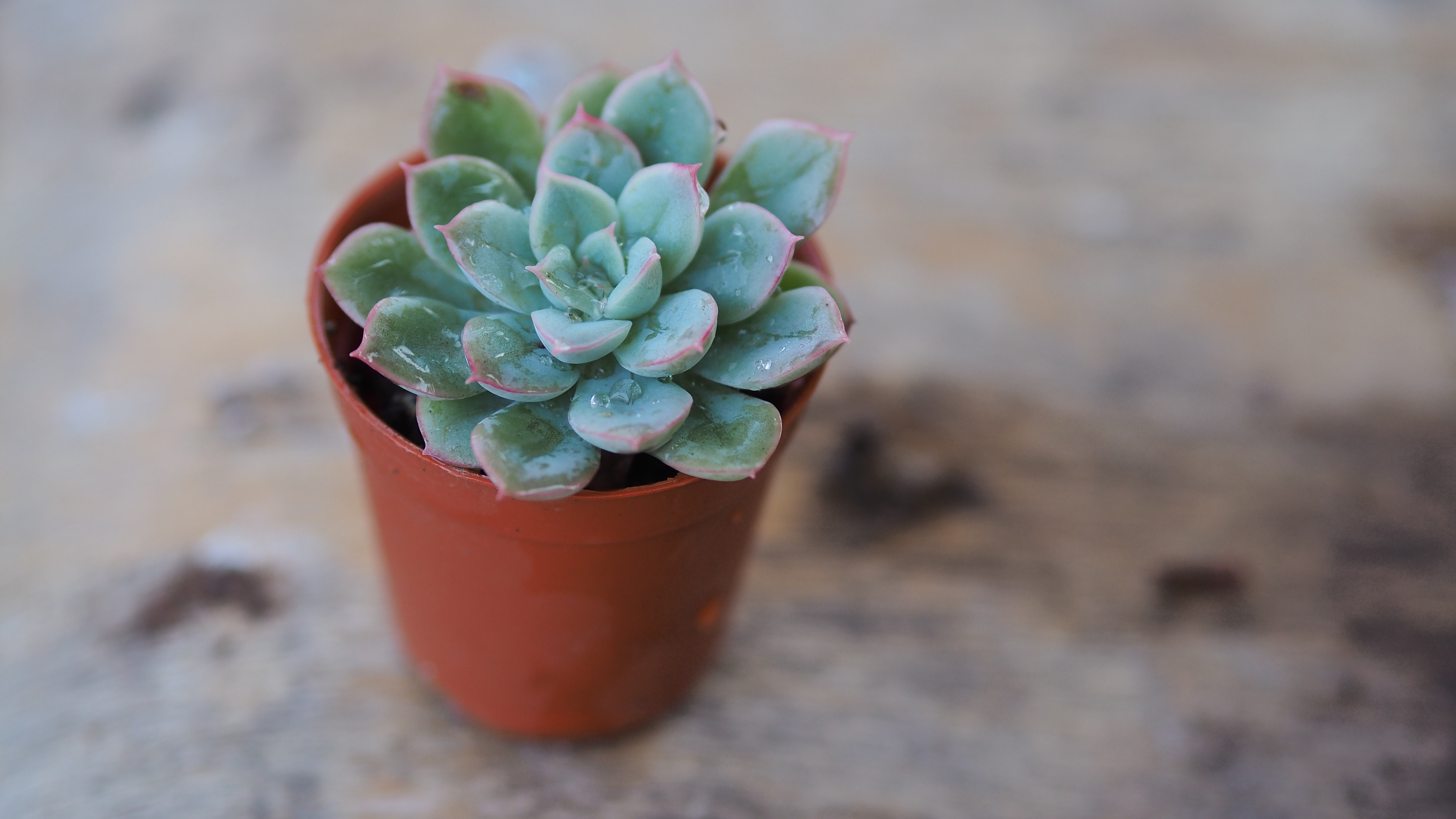 Echeveria