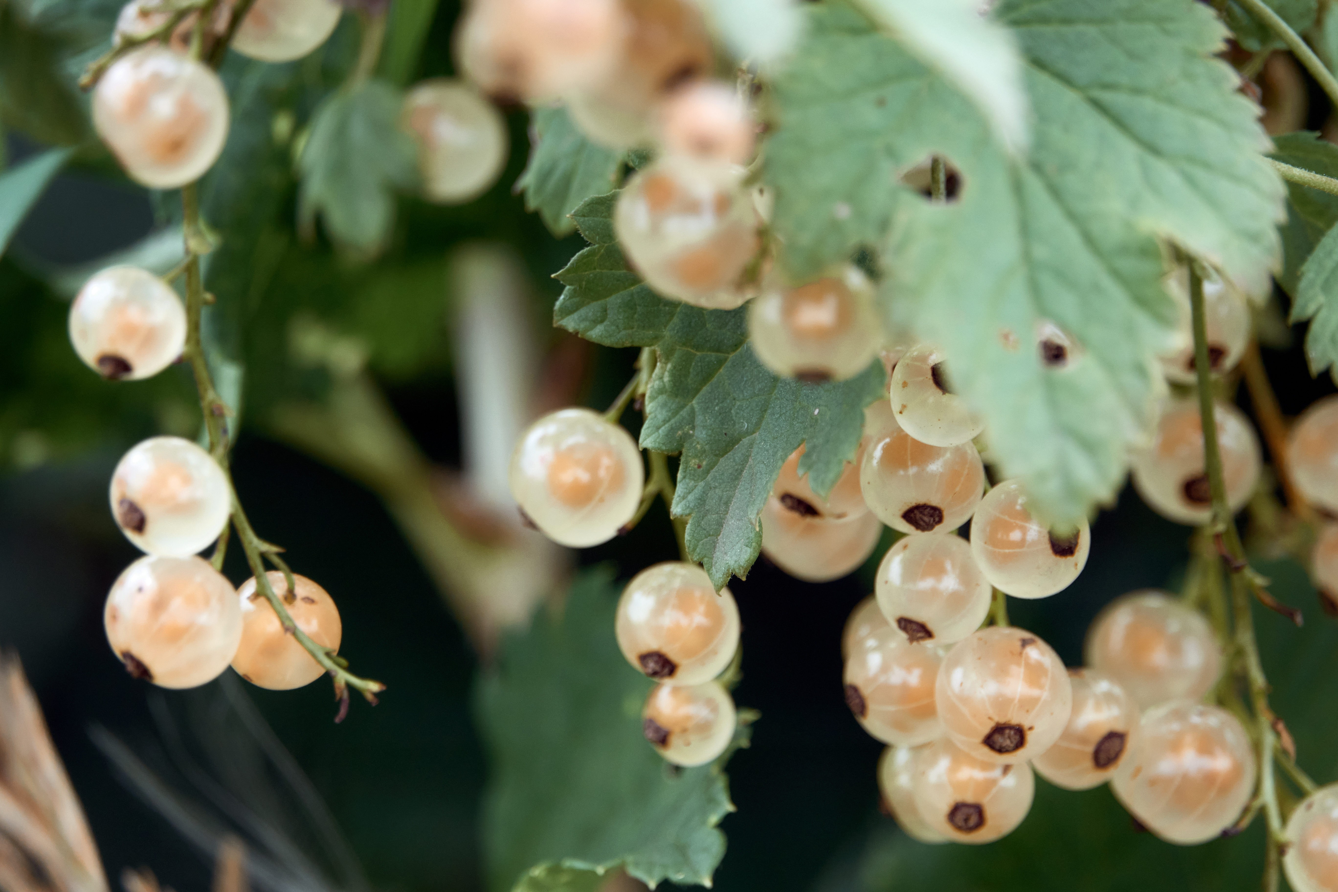Currant Ribes