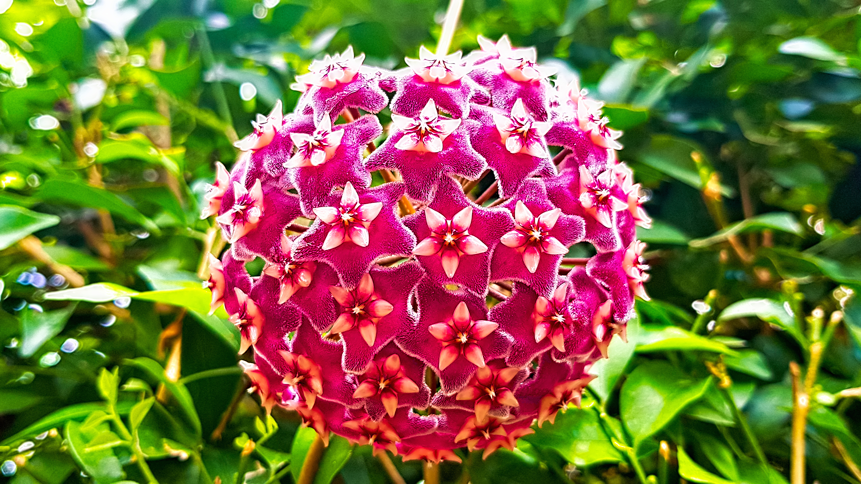 hoya pubicalyx flowers