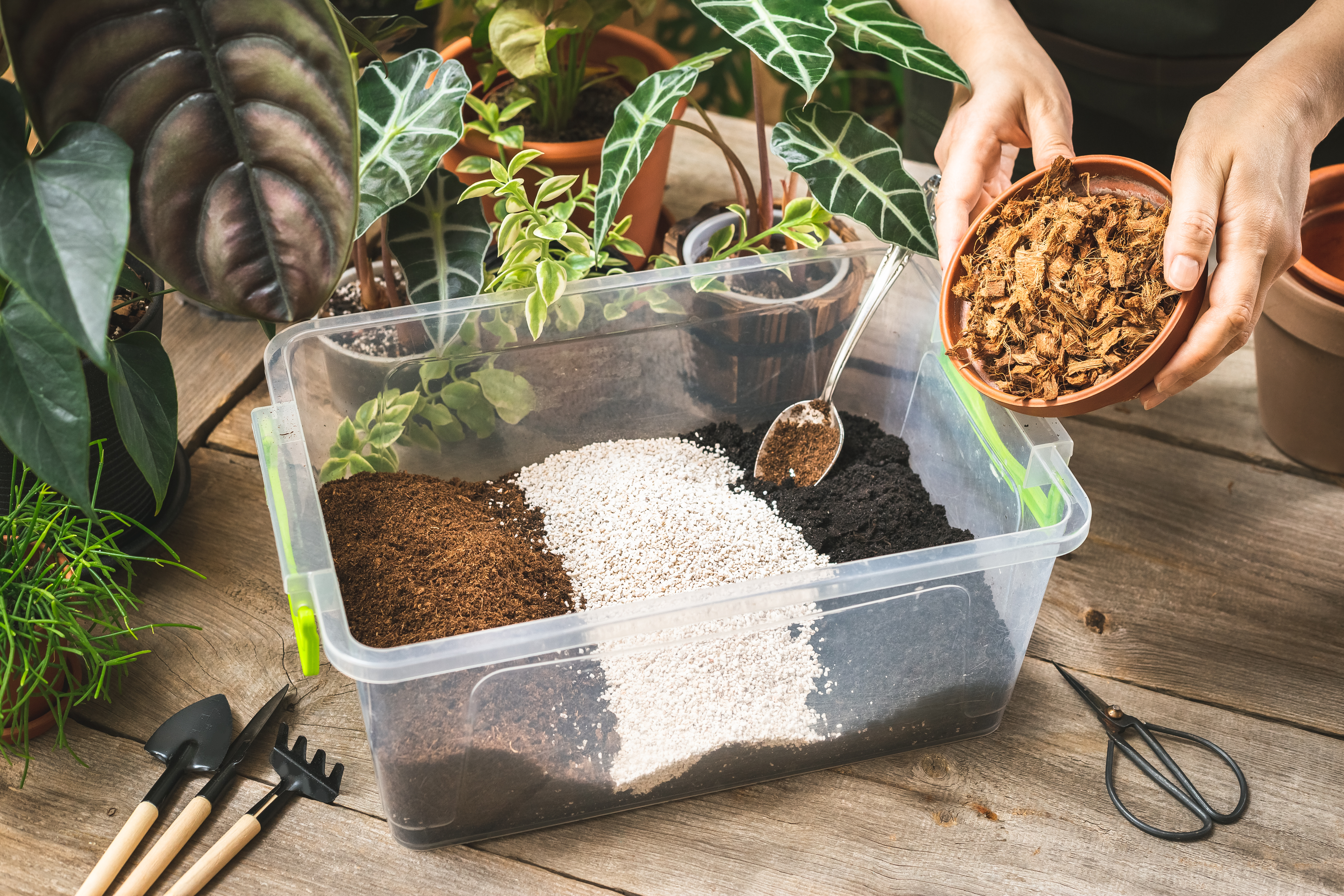 Soil deals for plants