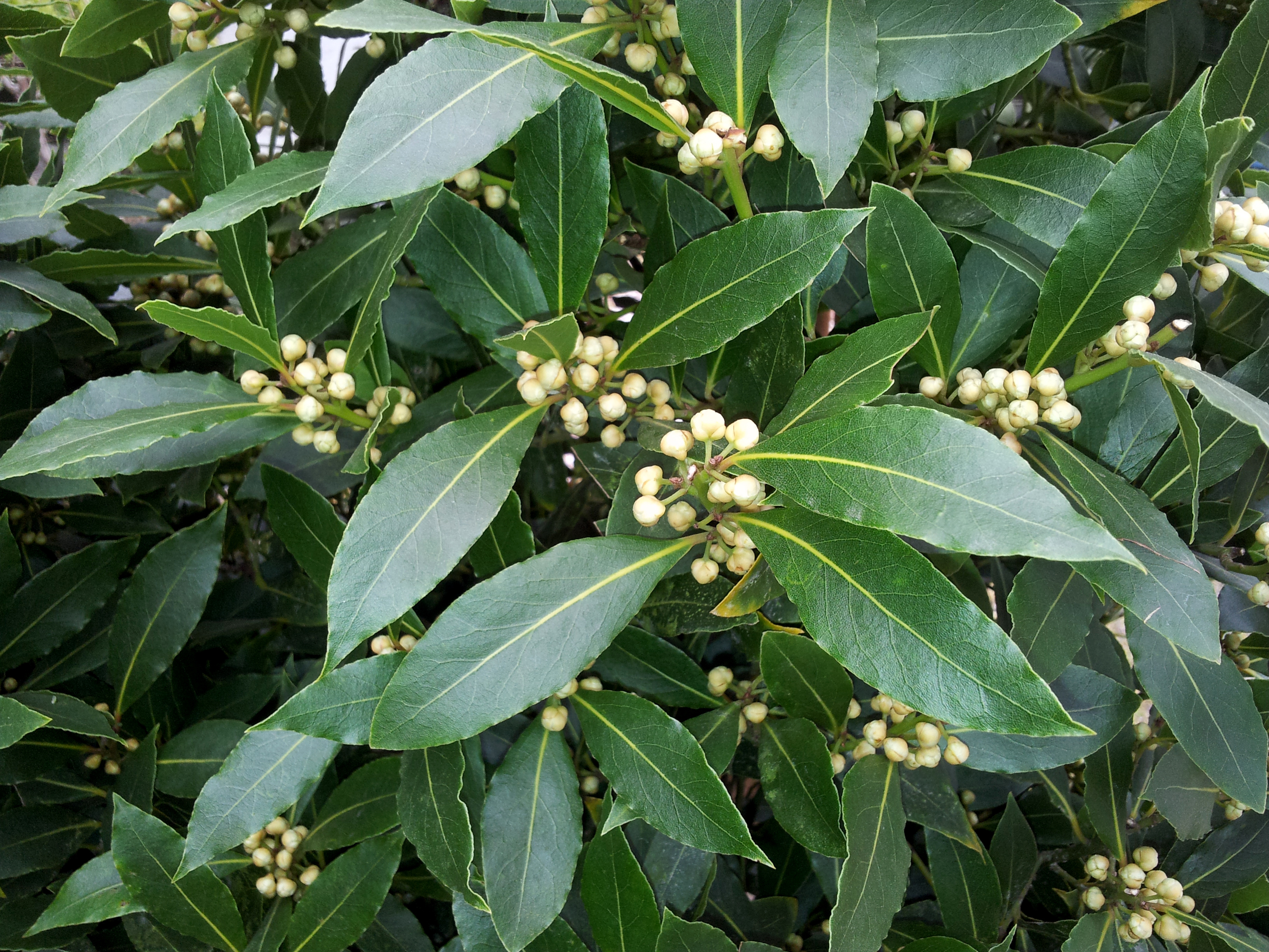 The best way to overwintering your Laurel