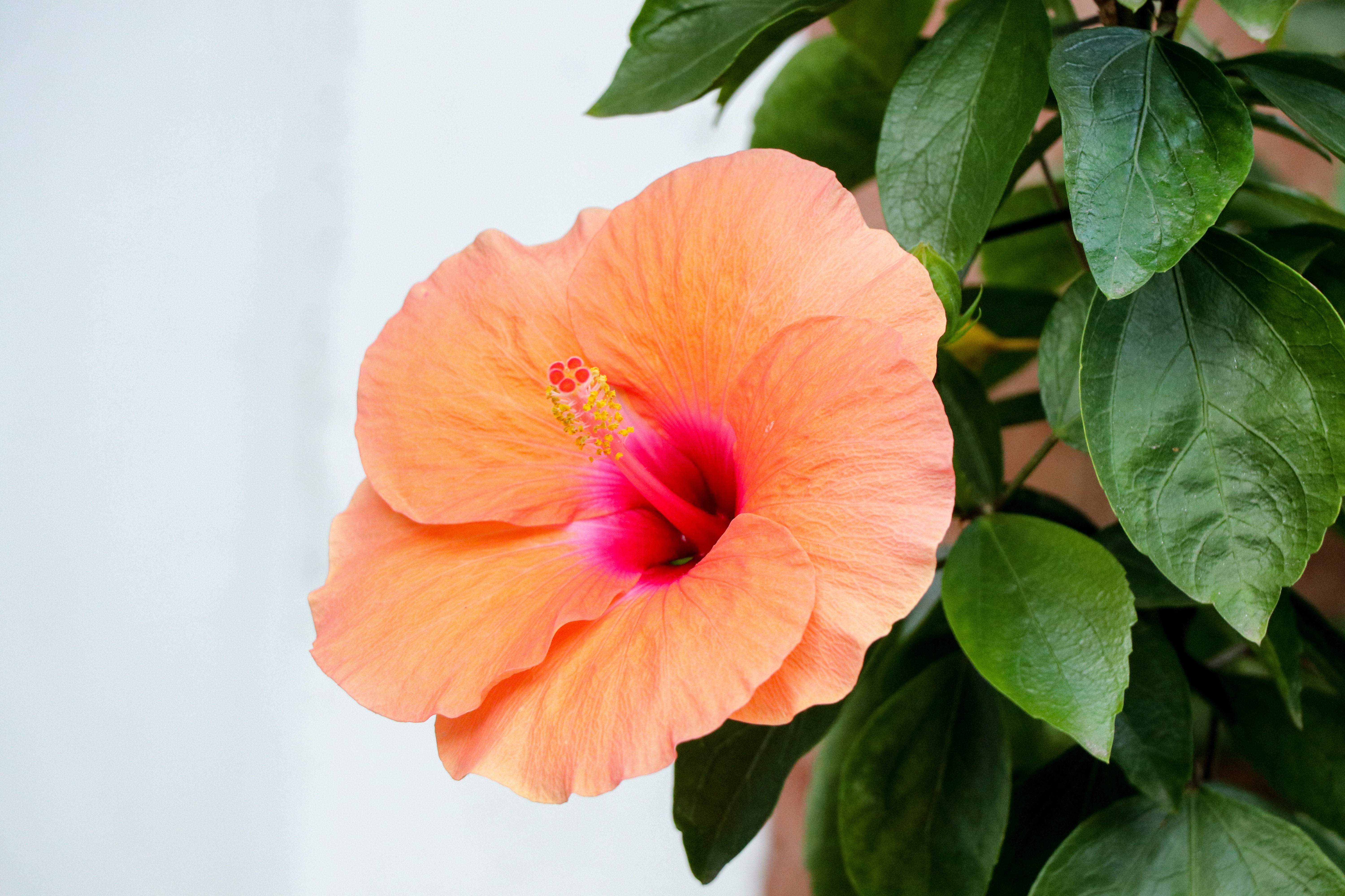 The best way to repot your Hibiscus