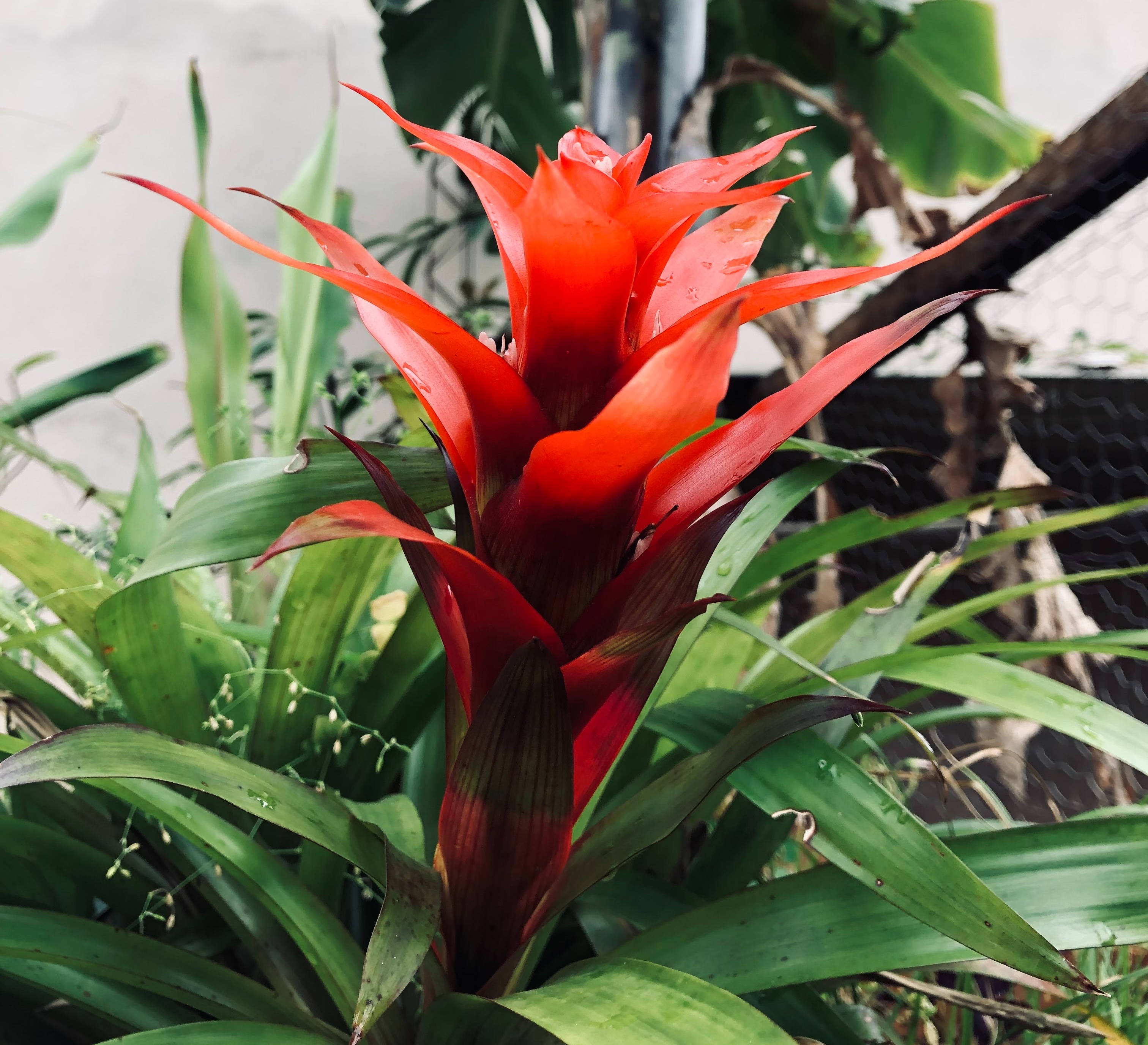 Guzmania