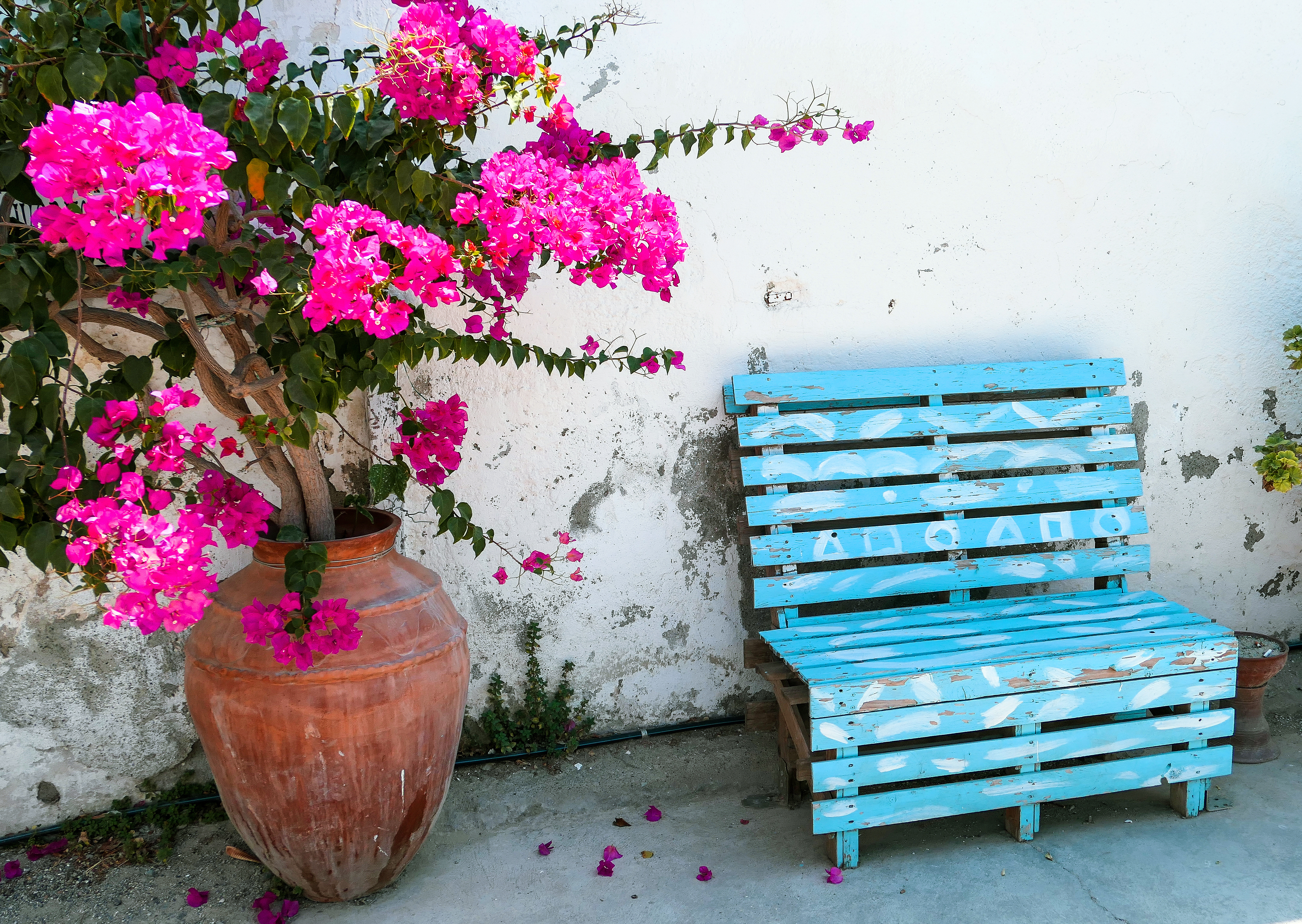 mediterranean plants