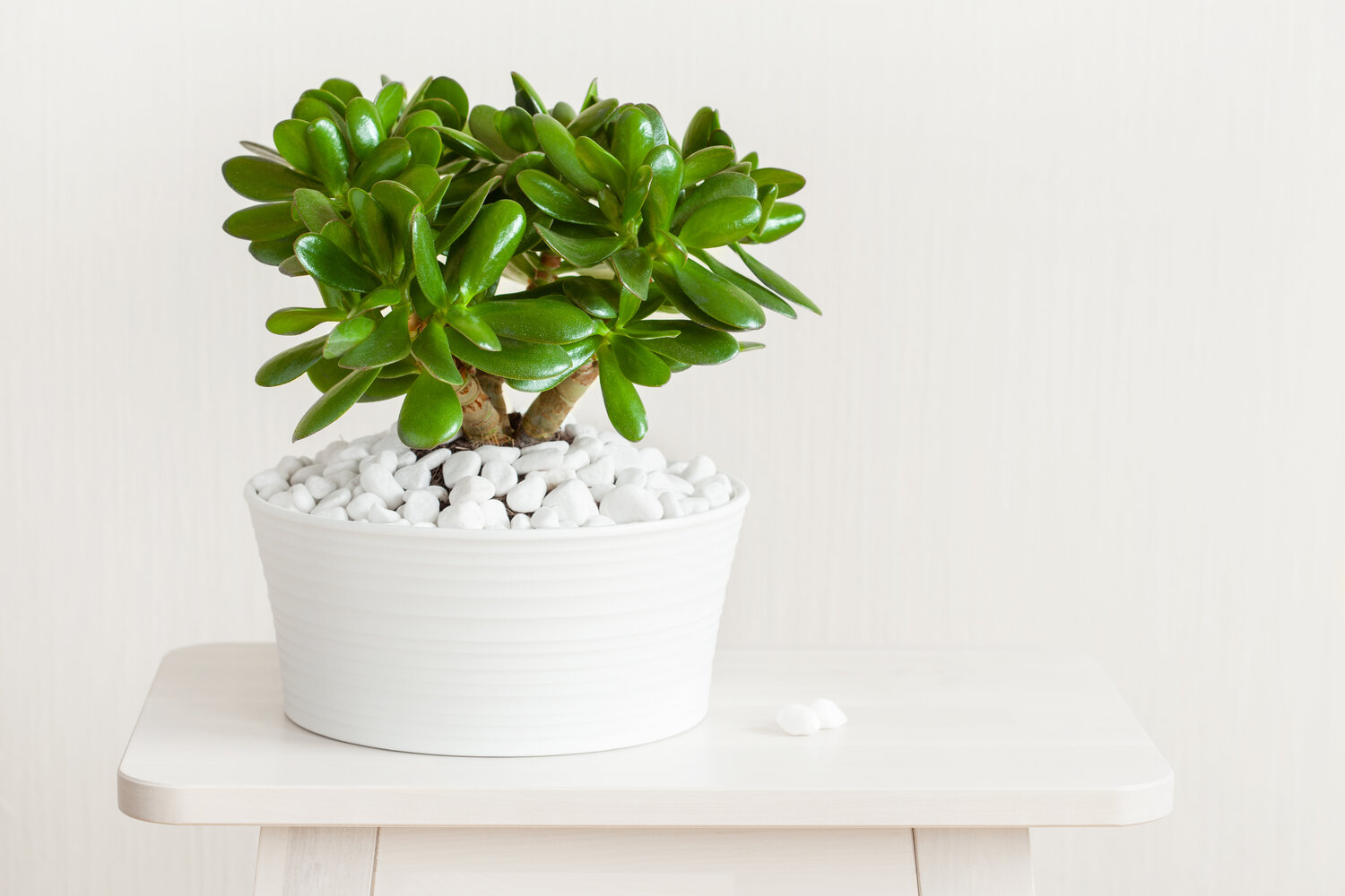 The best way to repot your Jade Plant