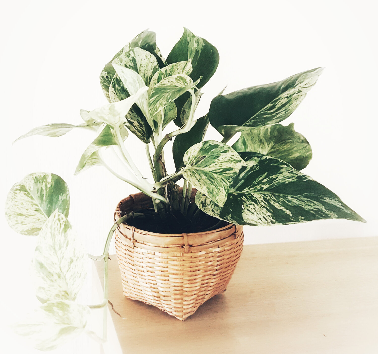 Pothos Watering 1