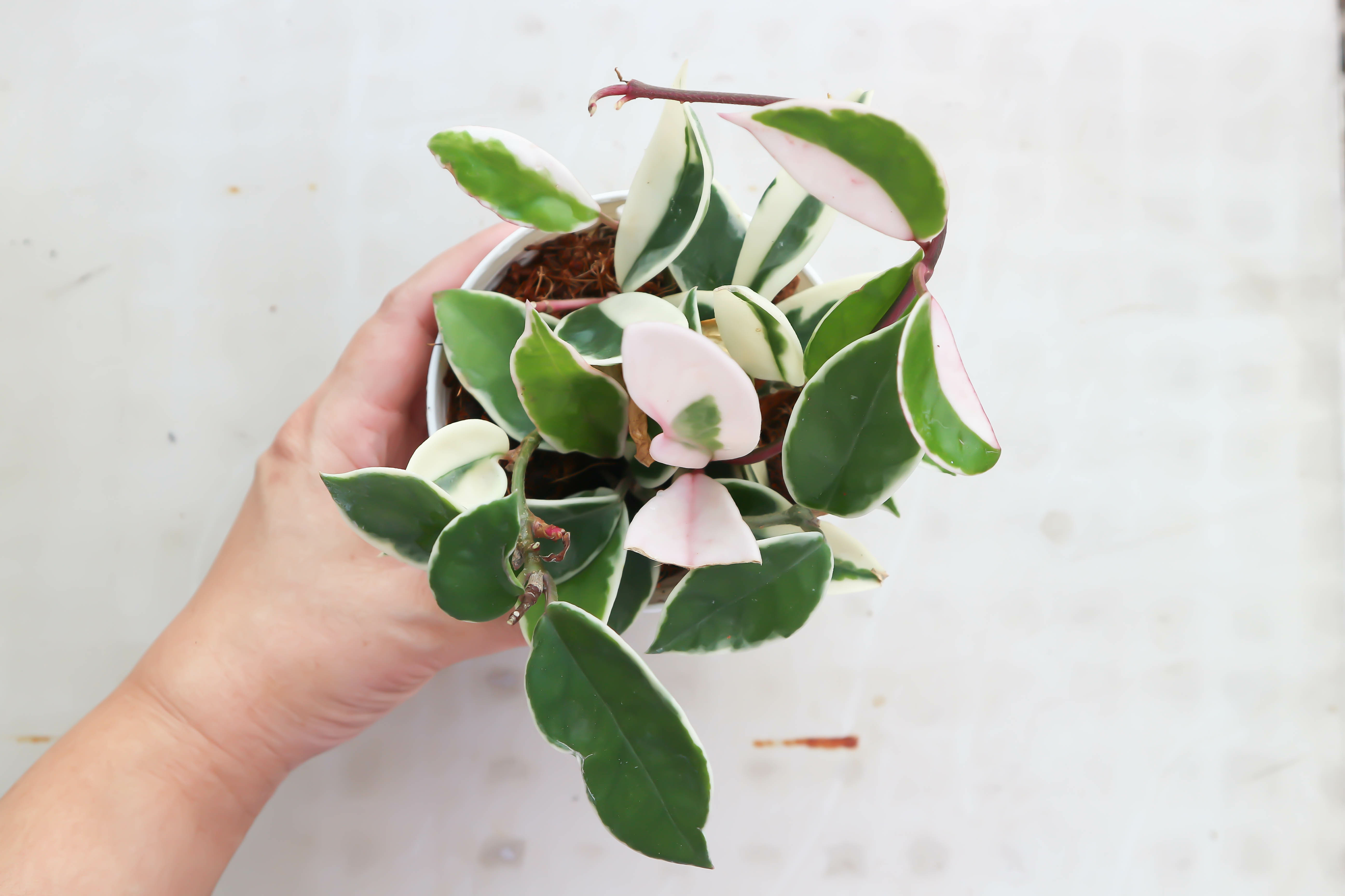 hoya tricolor