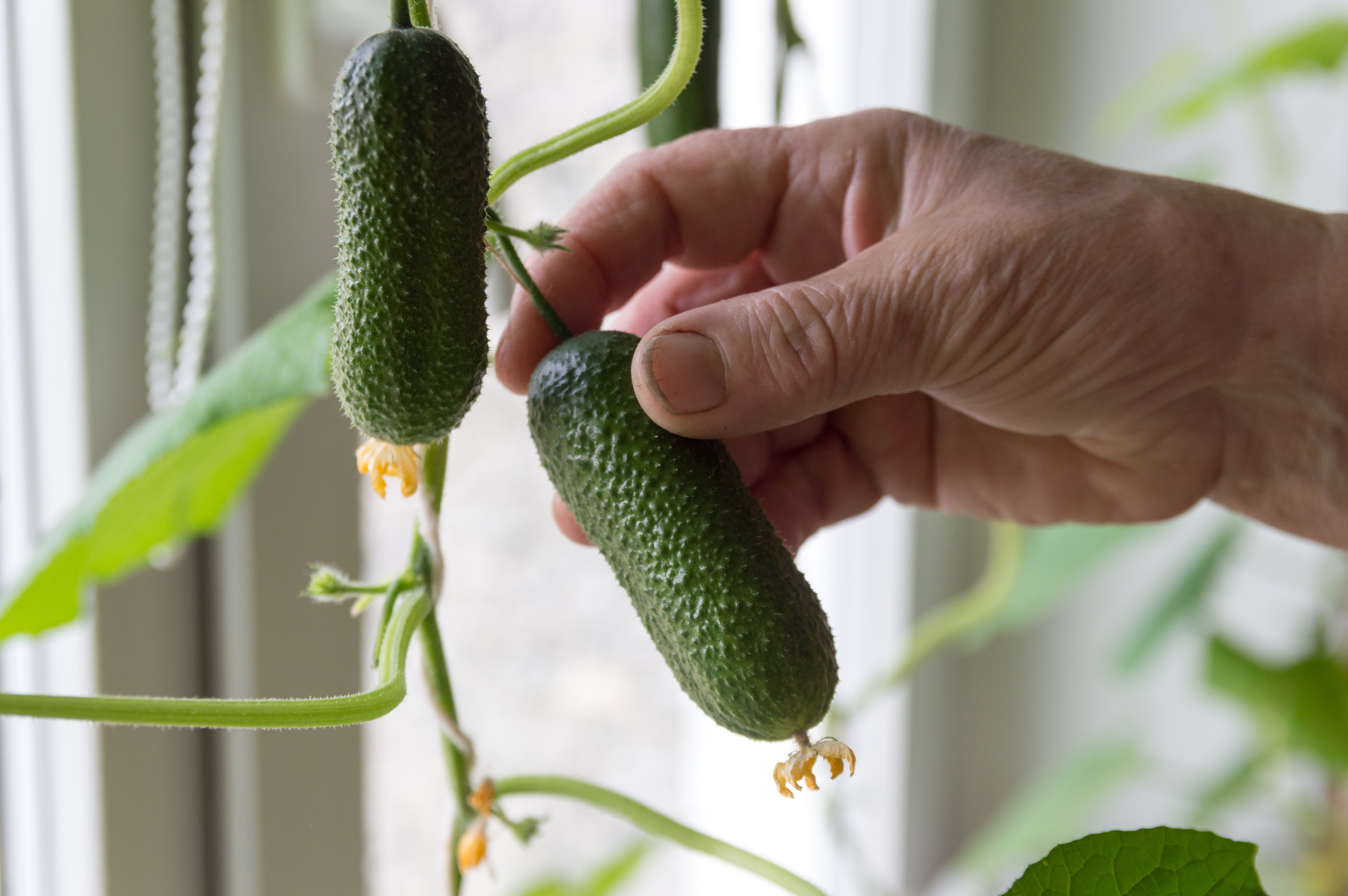 cucumber in window