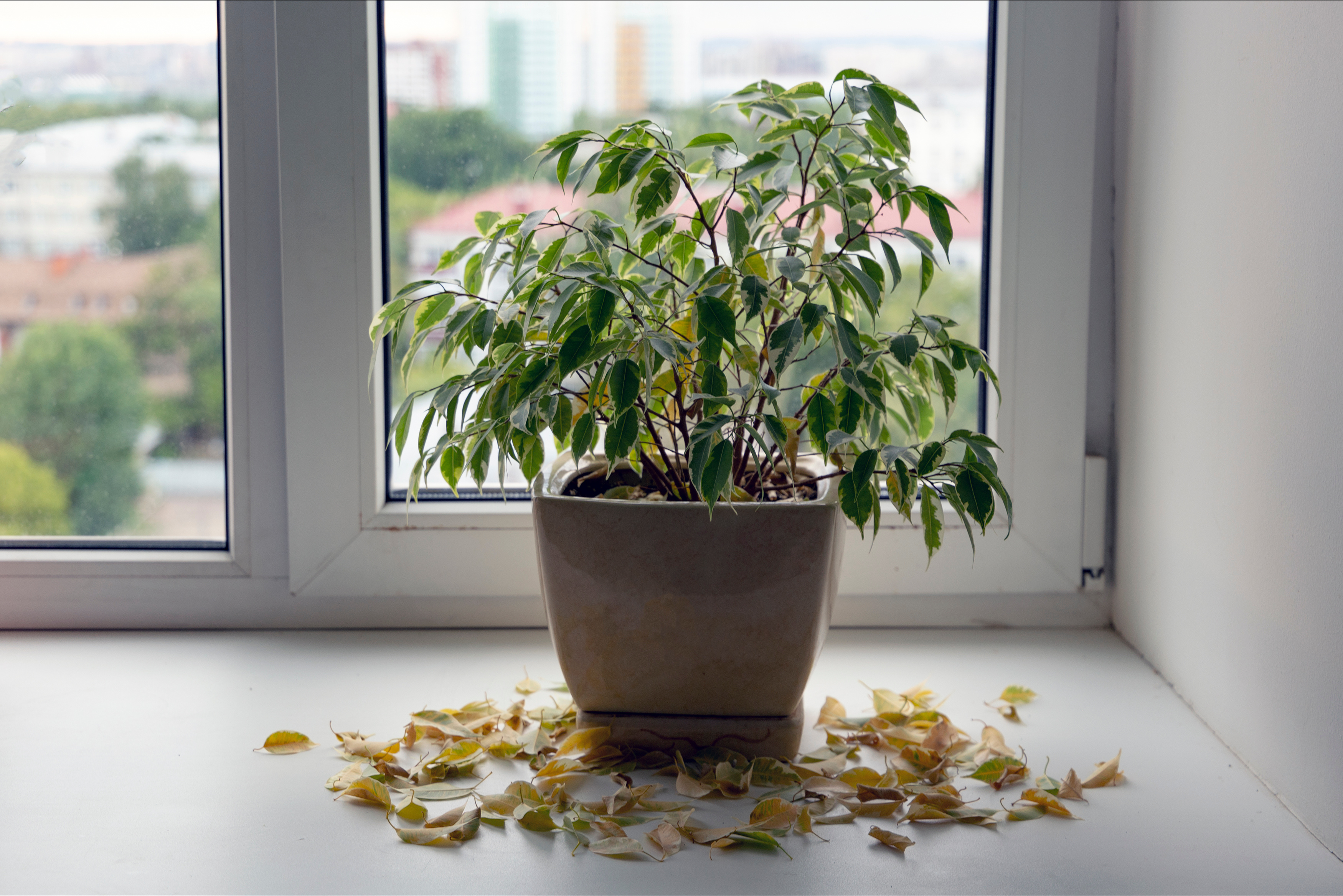 Saving an underwatered plant