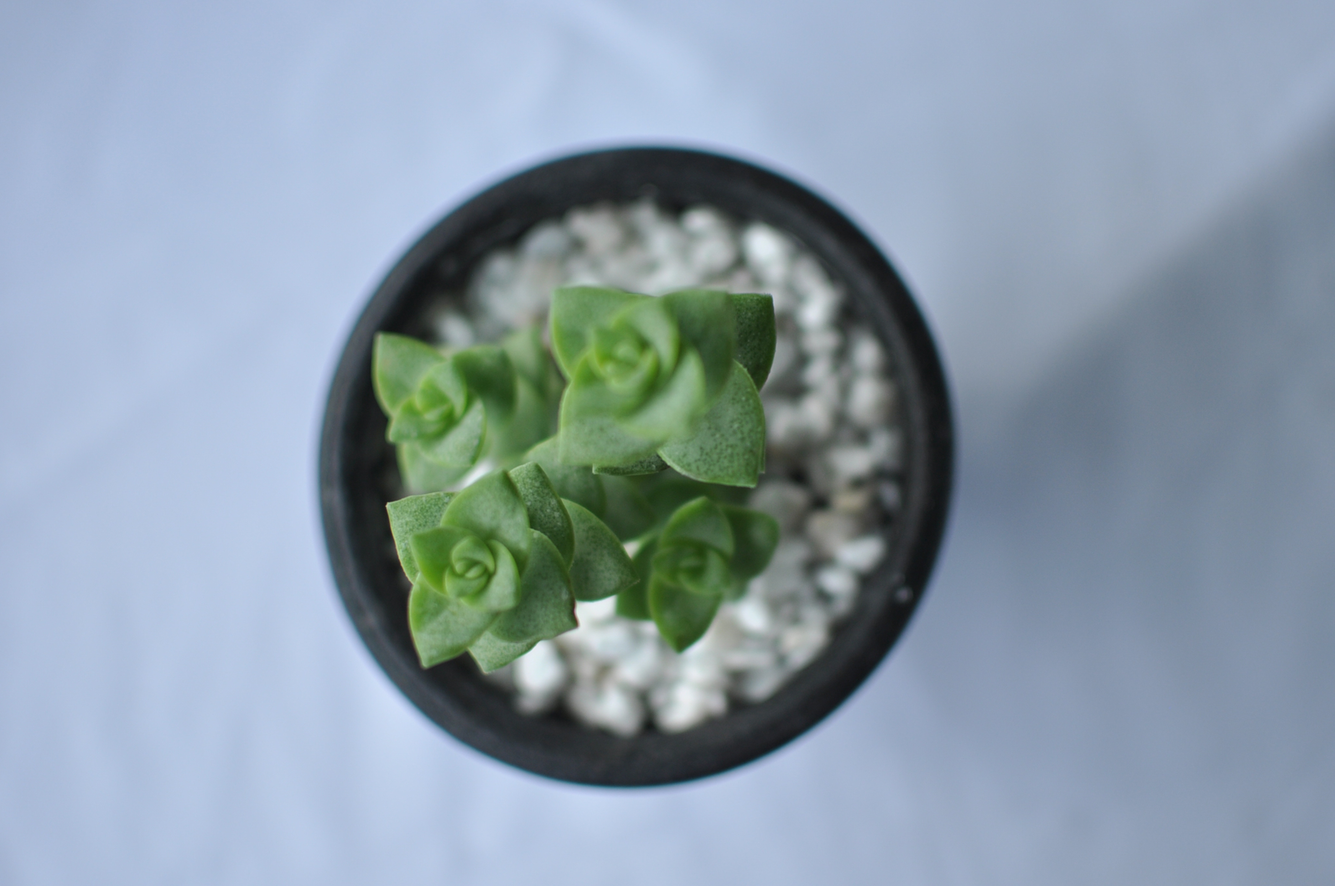 The Best Way to Water Your Crassula perforata