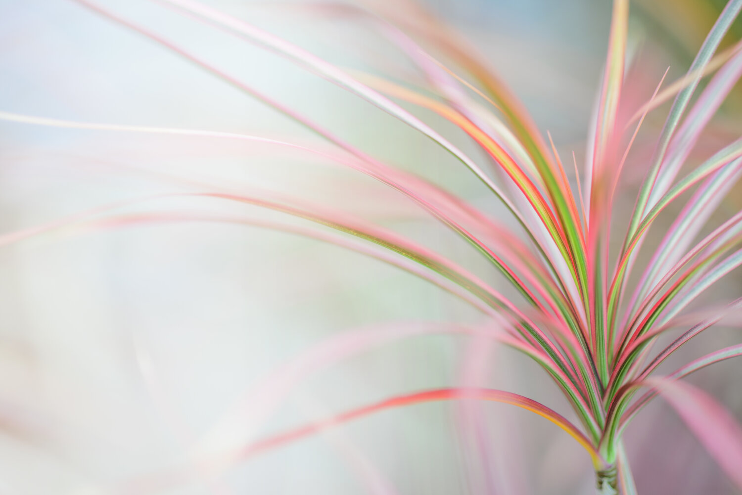 Dracena watering 2