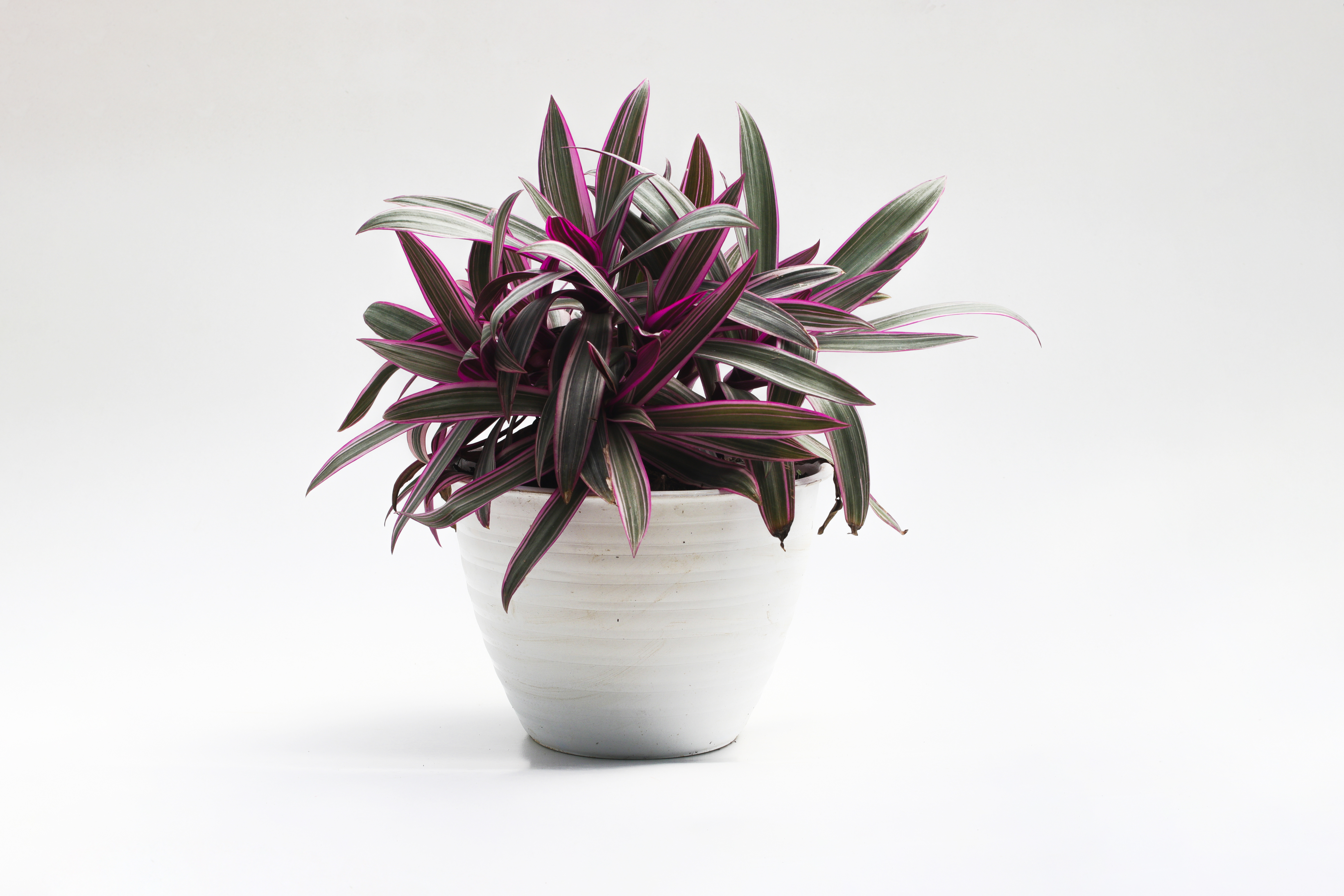 The Best Way to Water Your Tradescantia spathacea