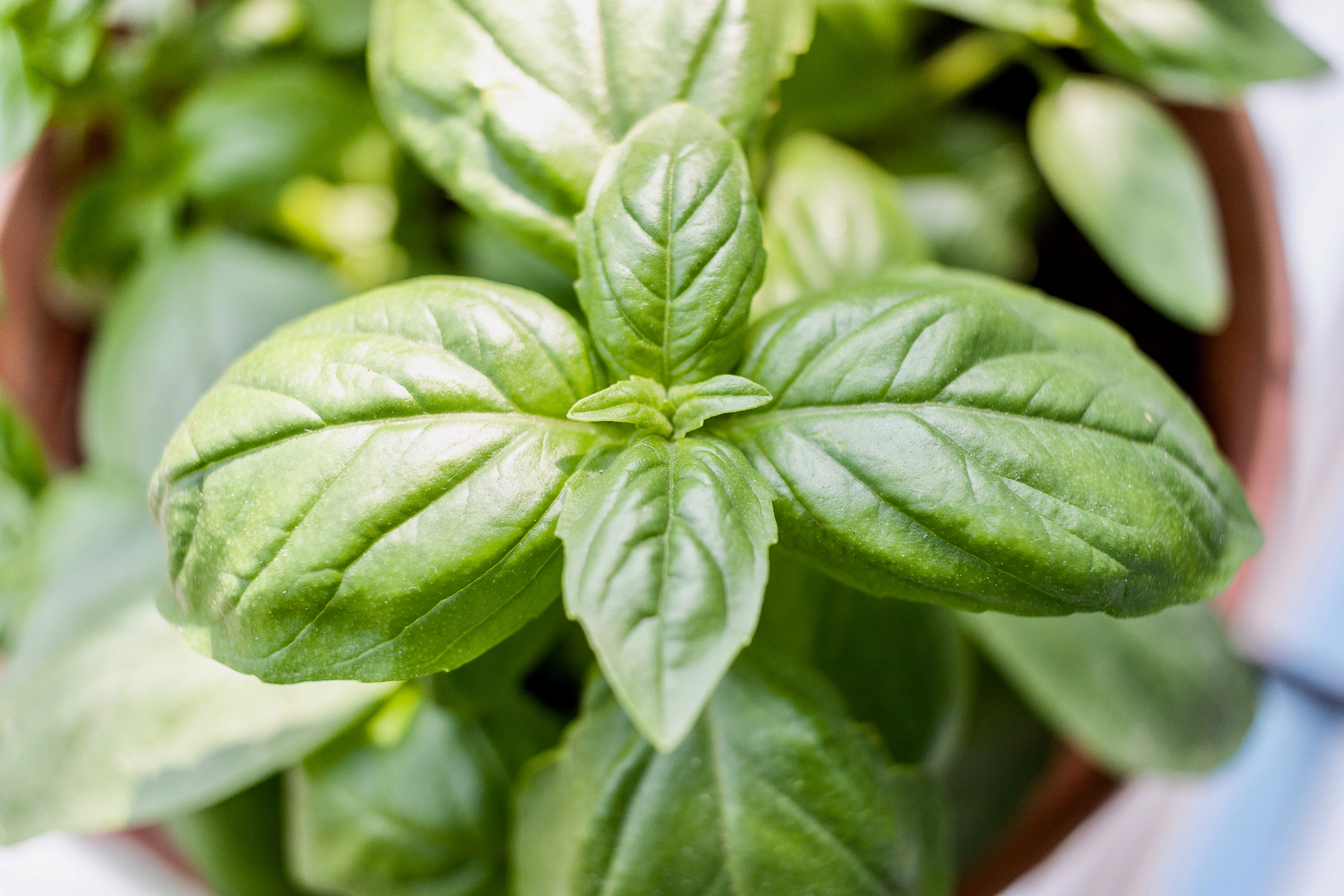 The best way to repot your Basil plant