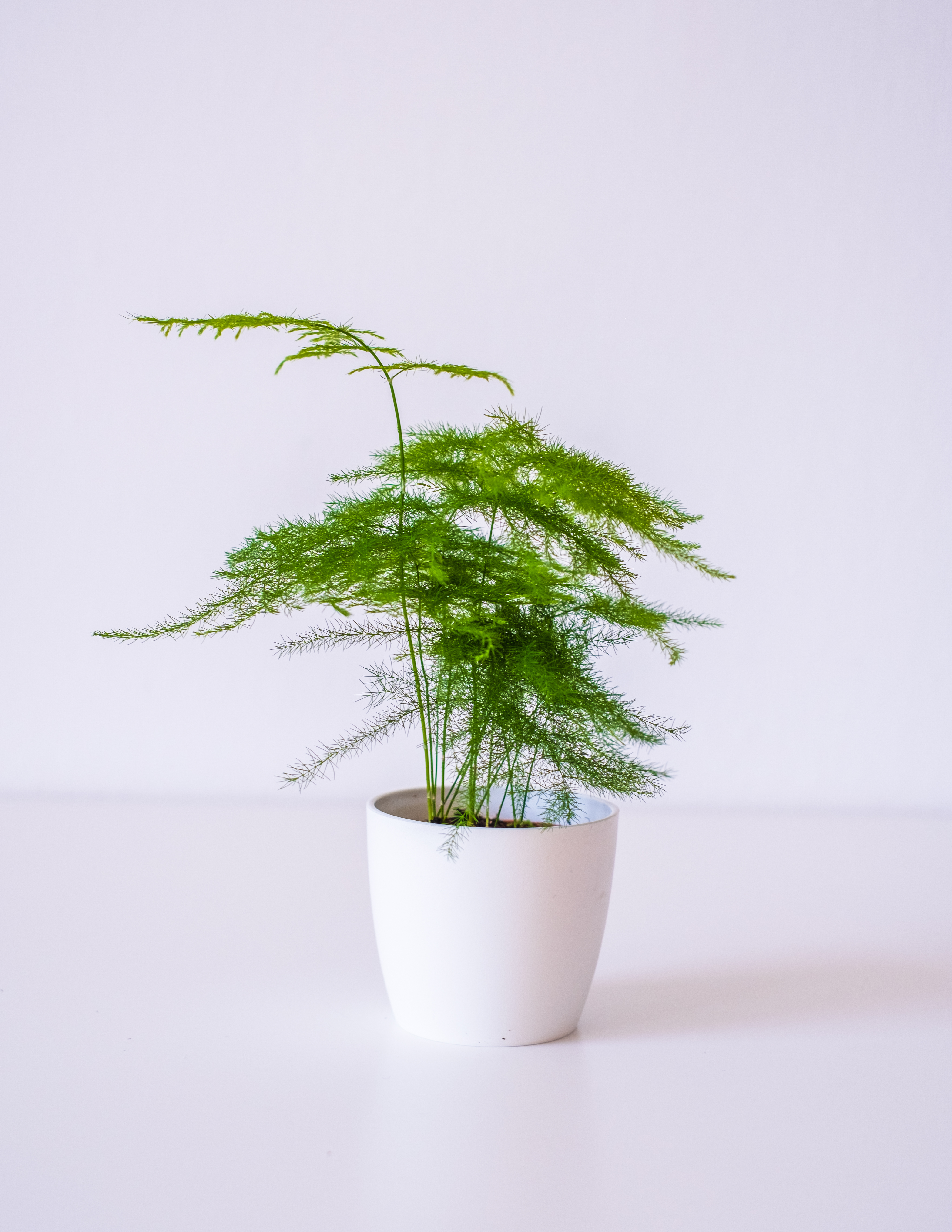 Asparagus Fern Care: Growing Asparagus Ferns