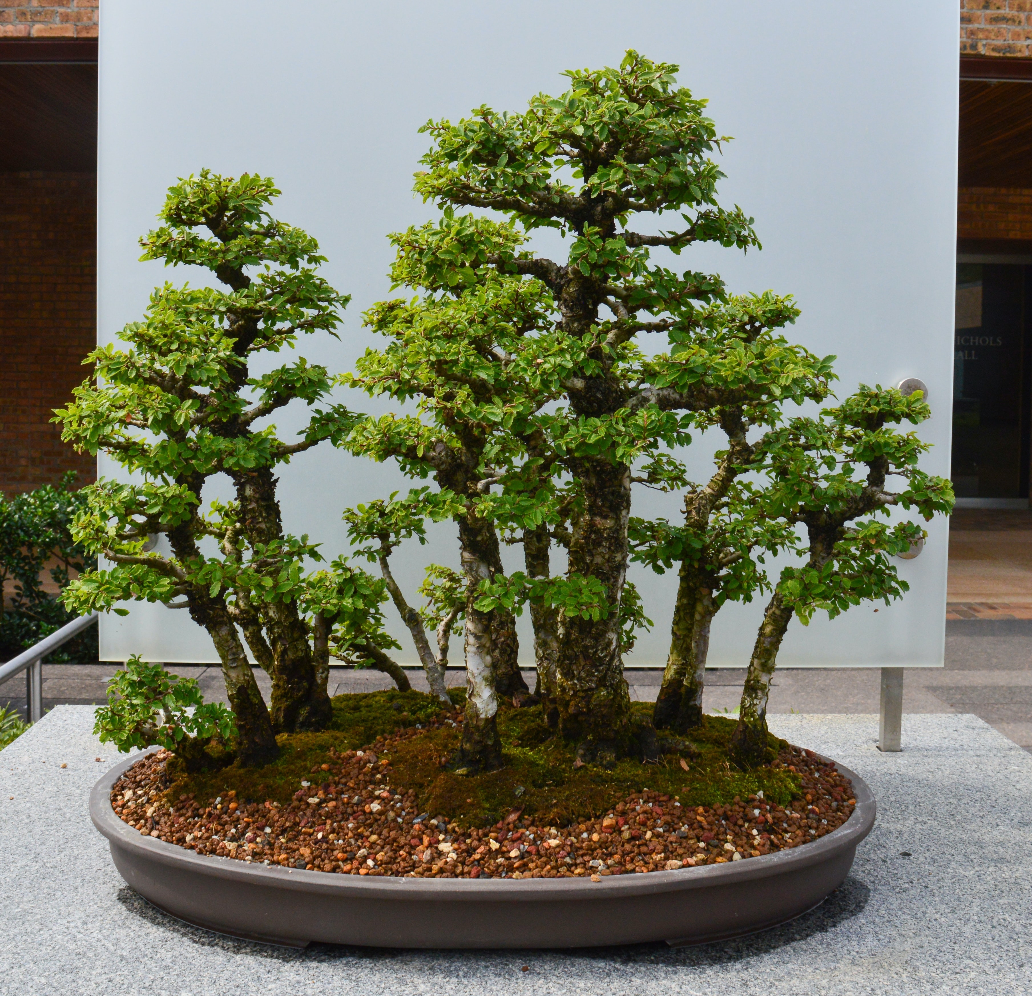 Repotting Bonsai Trees