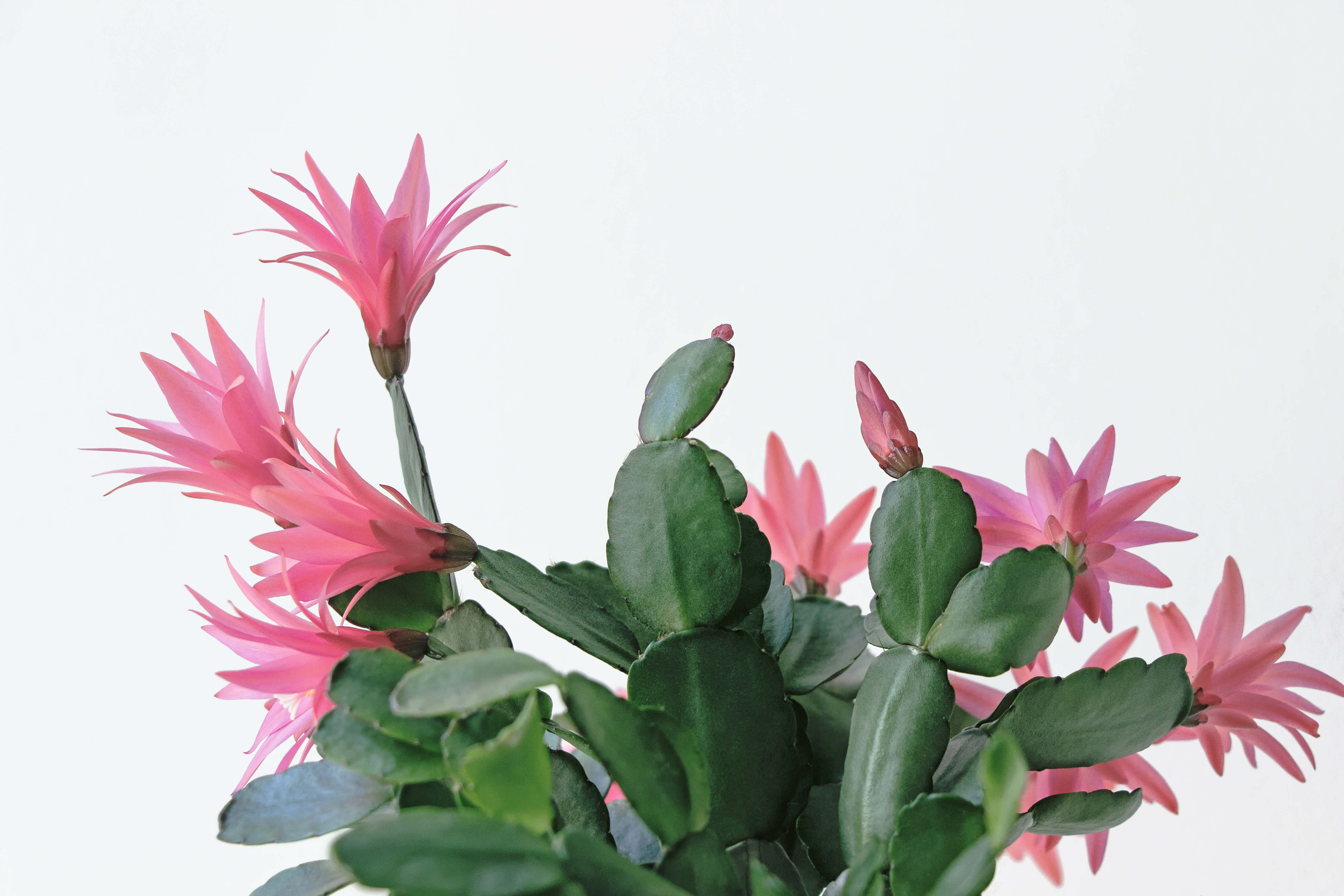 The Best Way to Water Your Easter Cactus