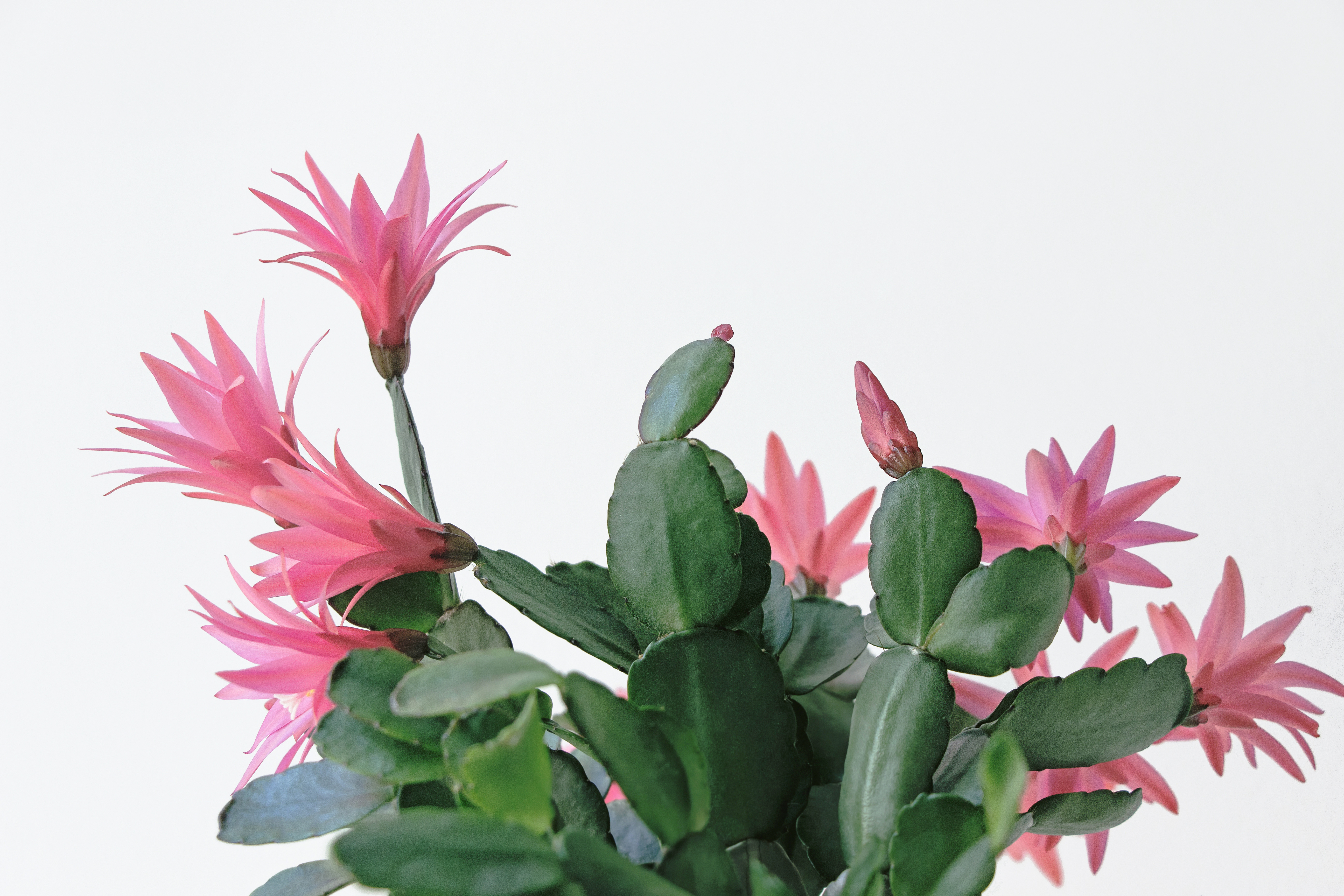 Easter cactus 2