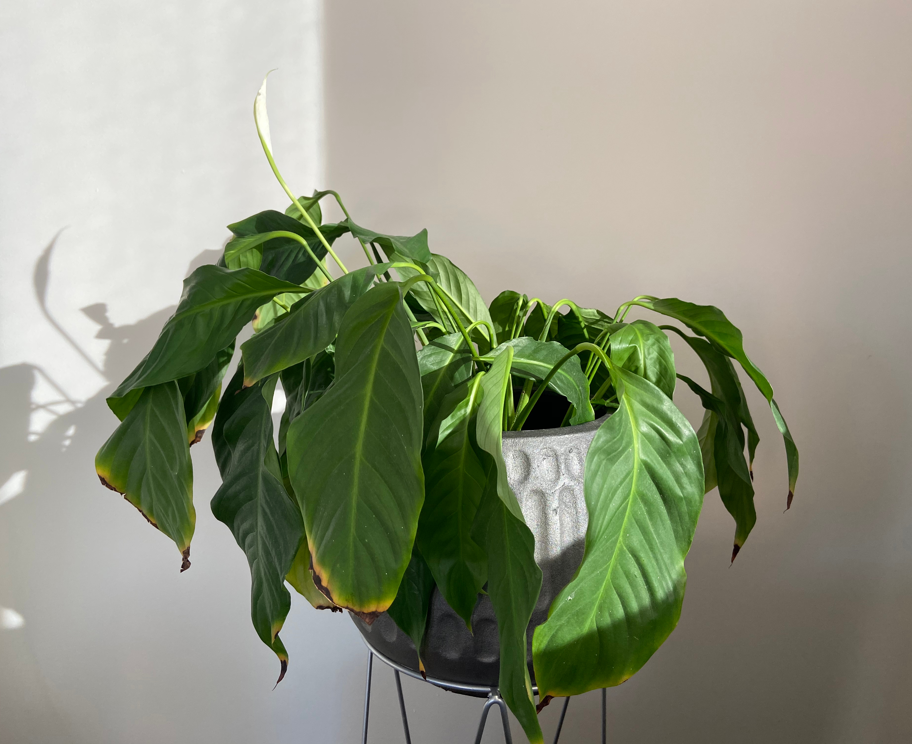 drooping leaves | planta