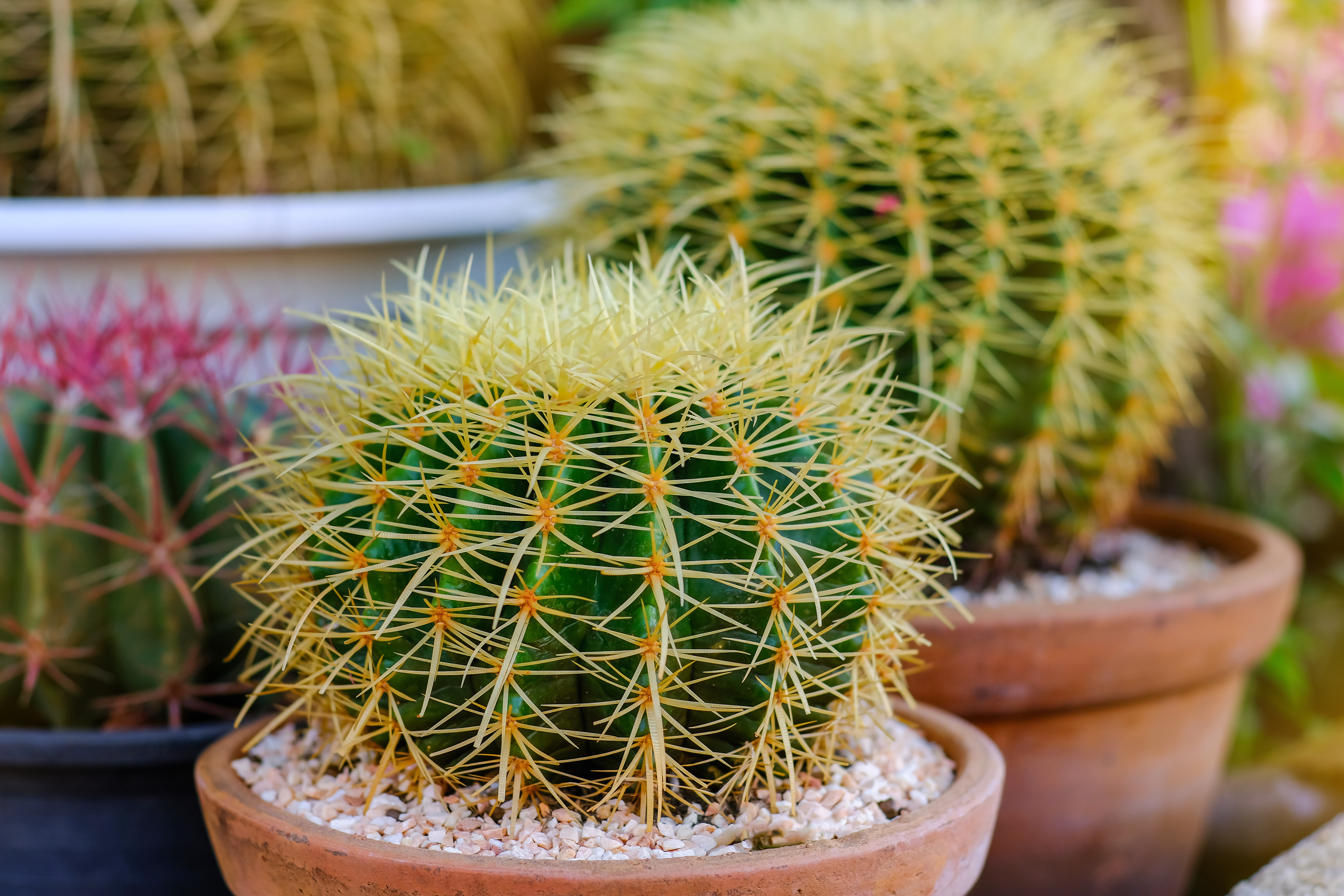 Fertilizer for Cactus/Succulent plants