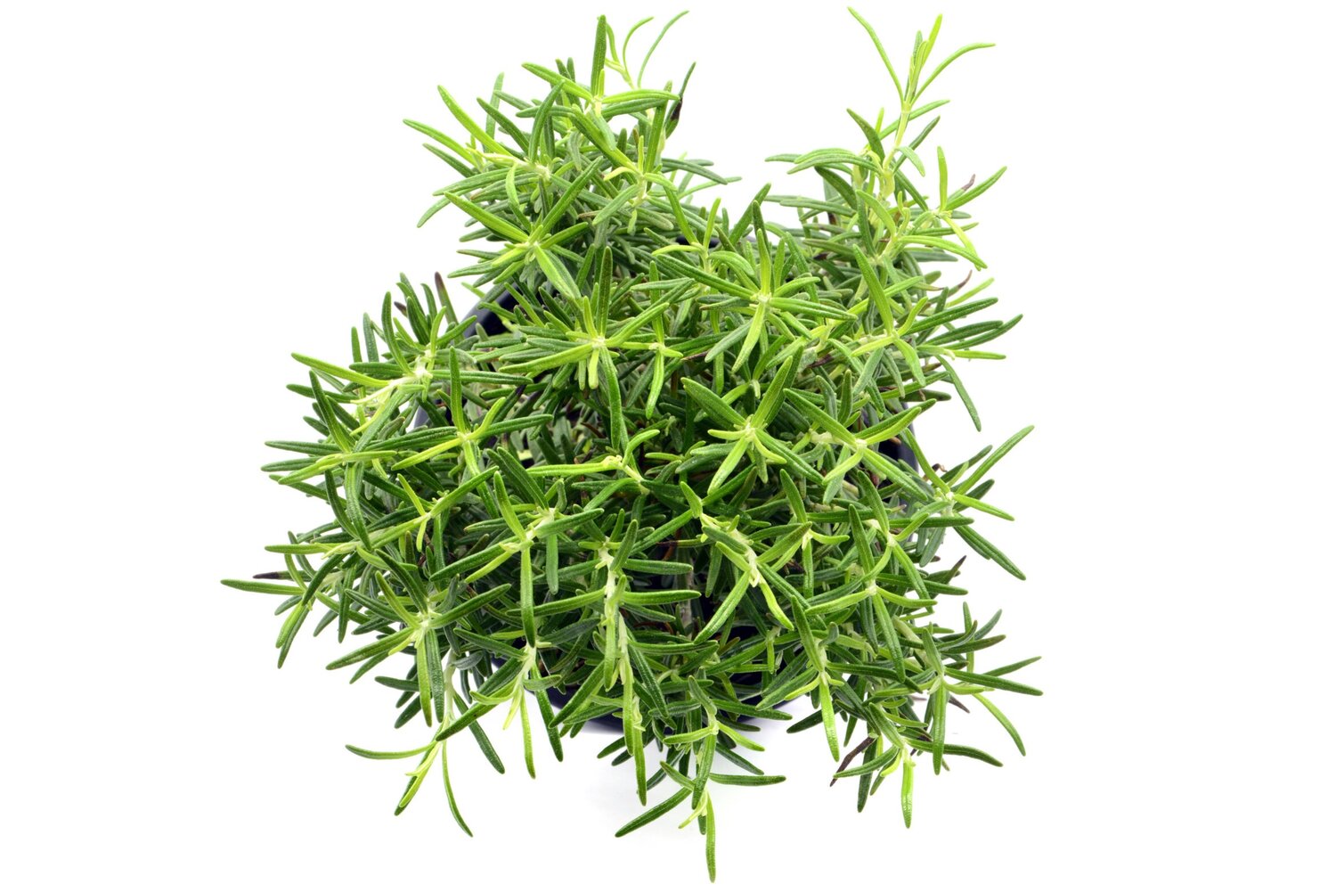 Rosemary watering 1