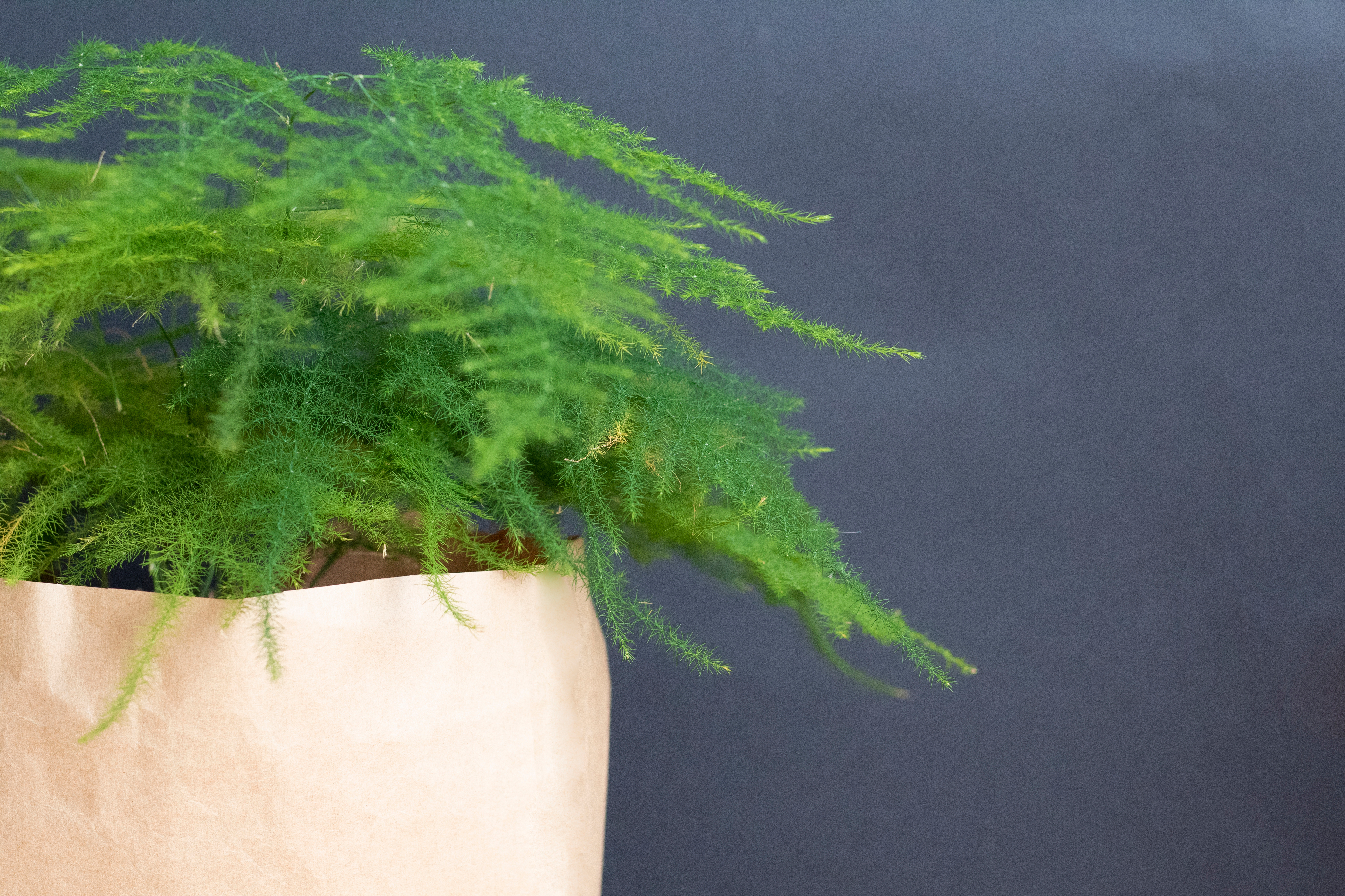 The best way to fertilize your Asparagus Fern