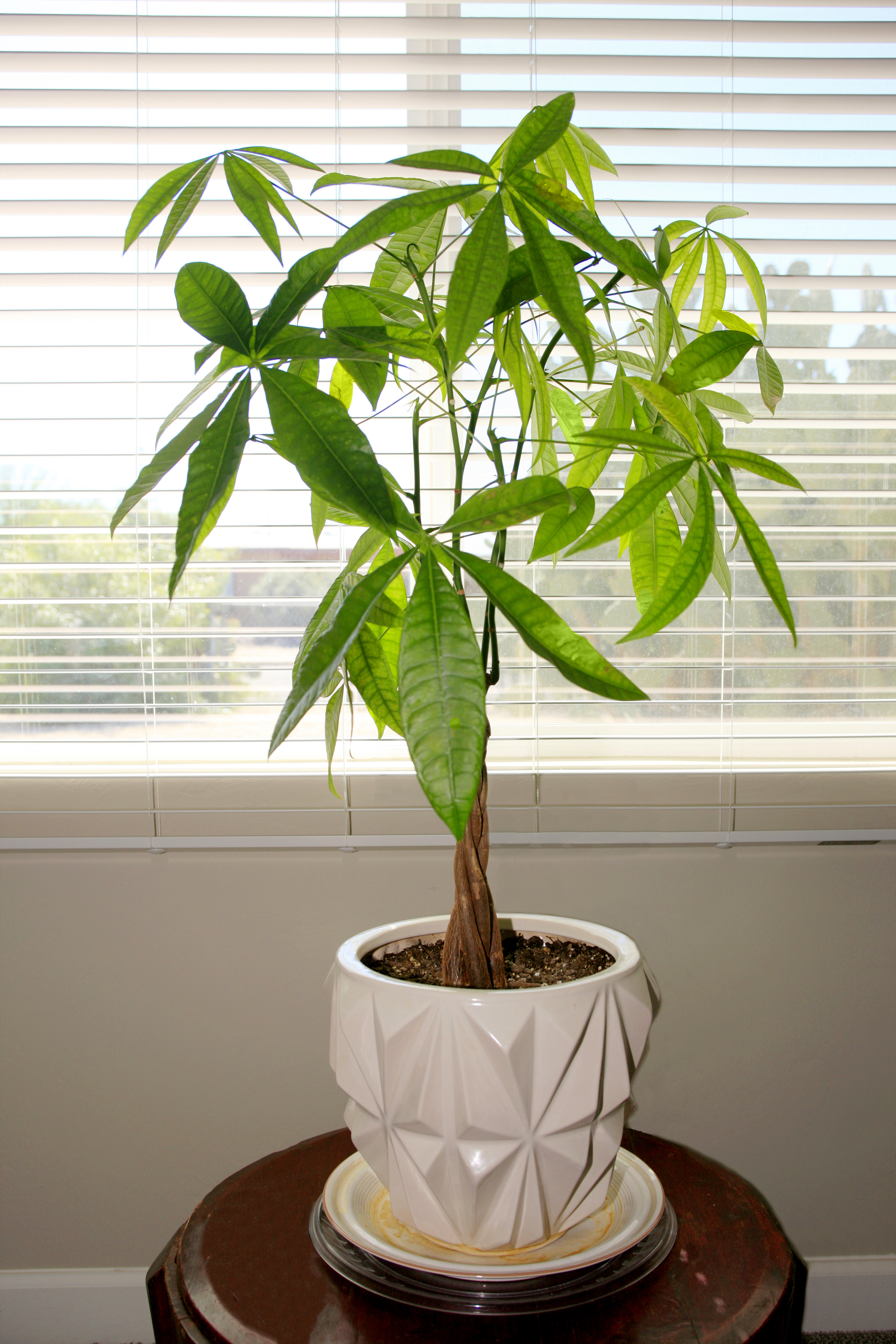 How to repot a shop money tree