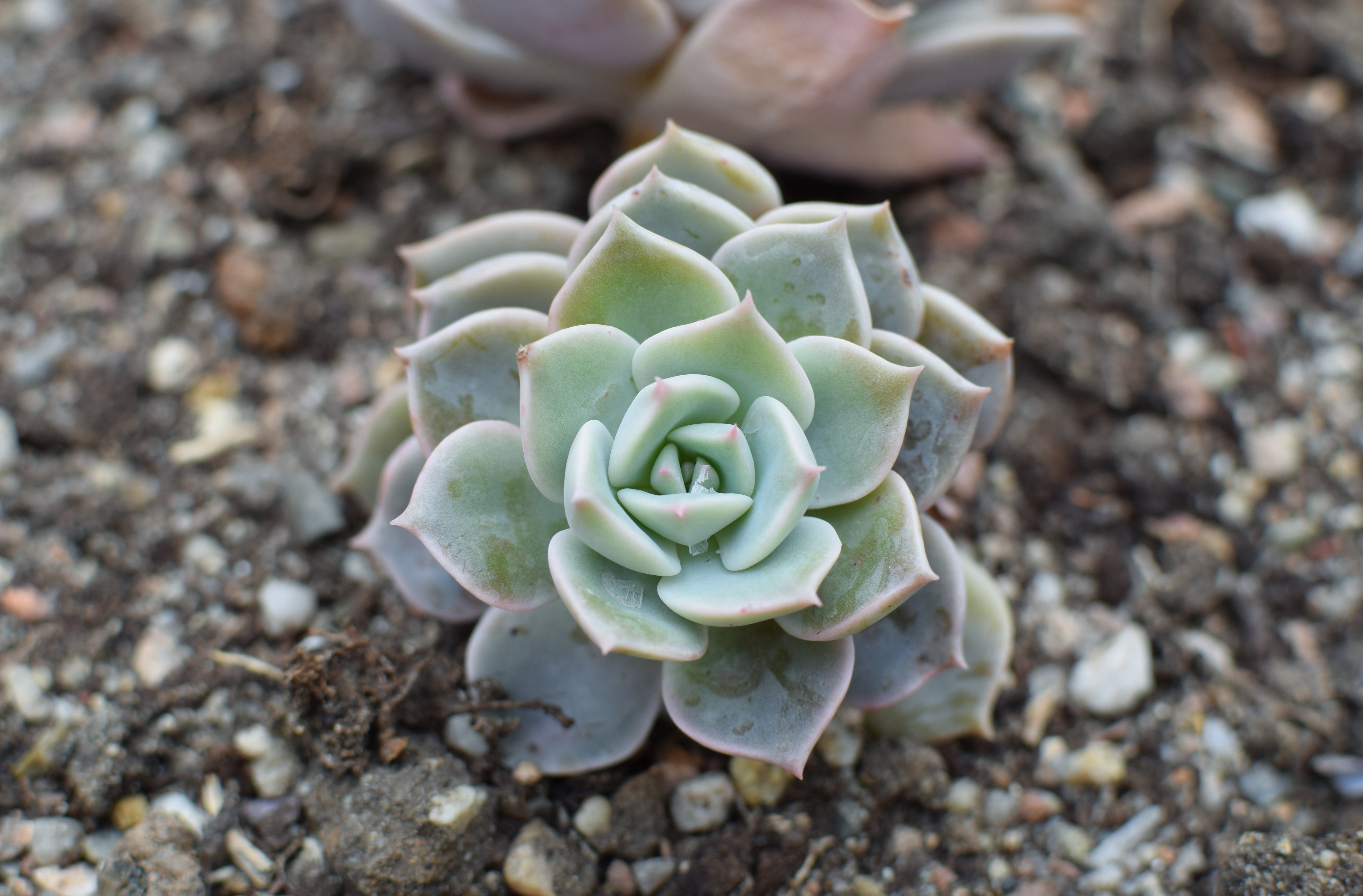 Graptoveria