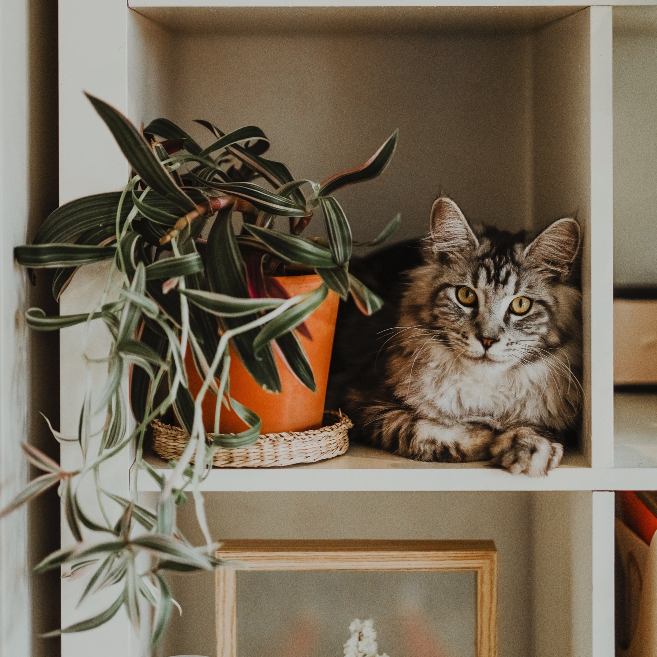 Cat with Plants