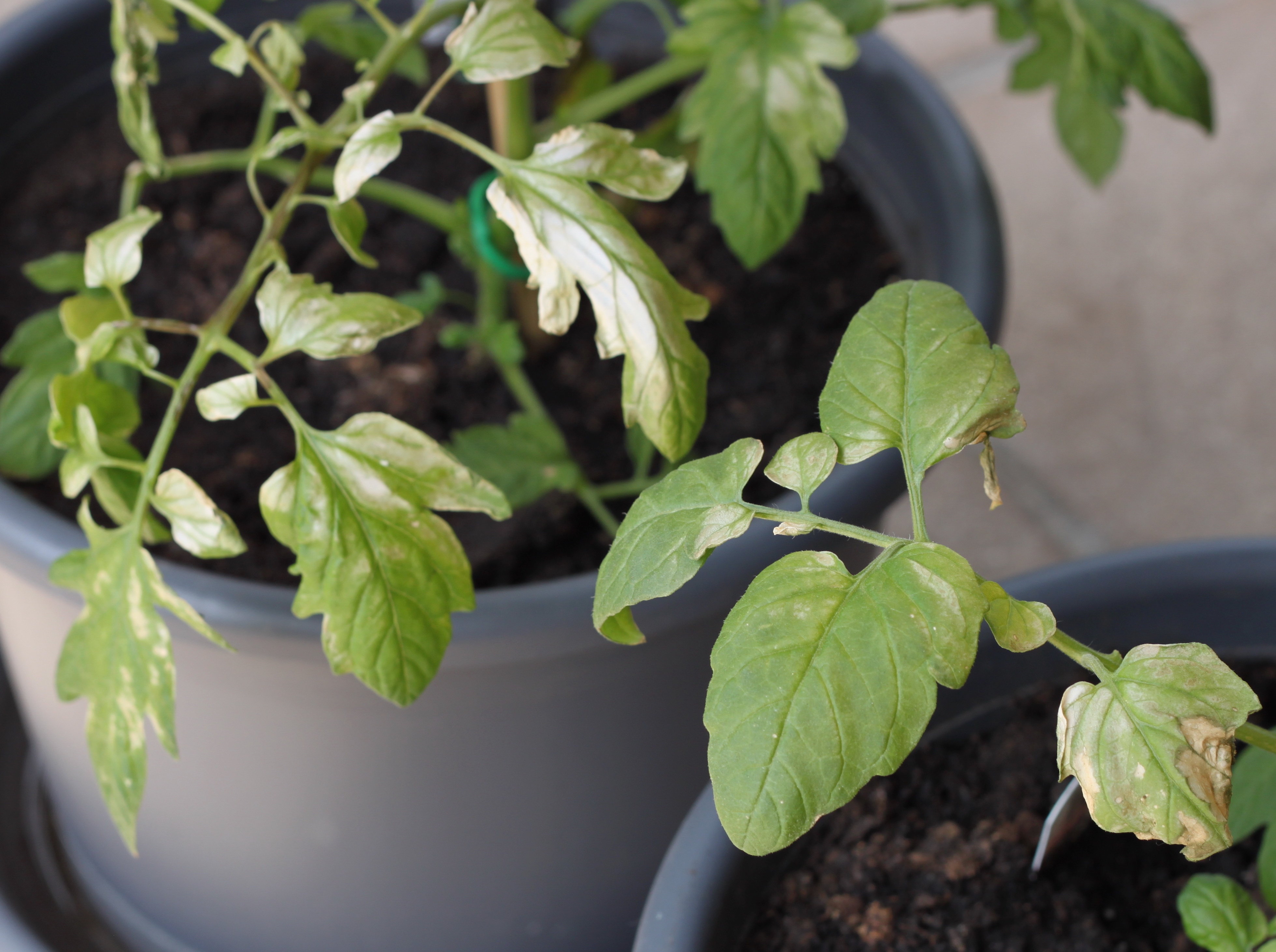 sun stress tomato damage