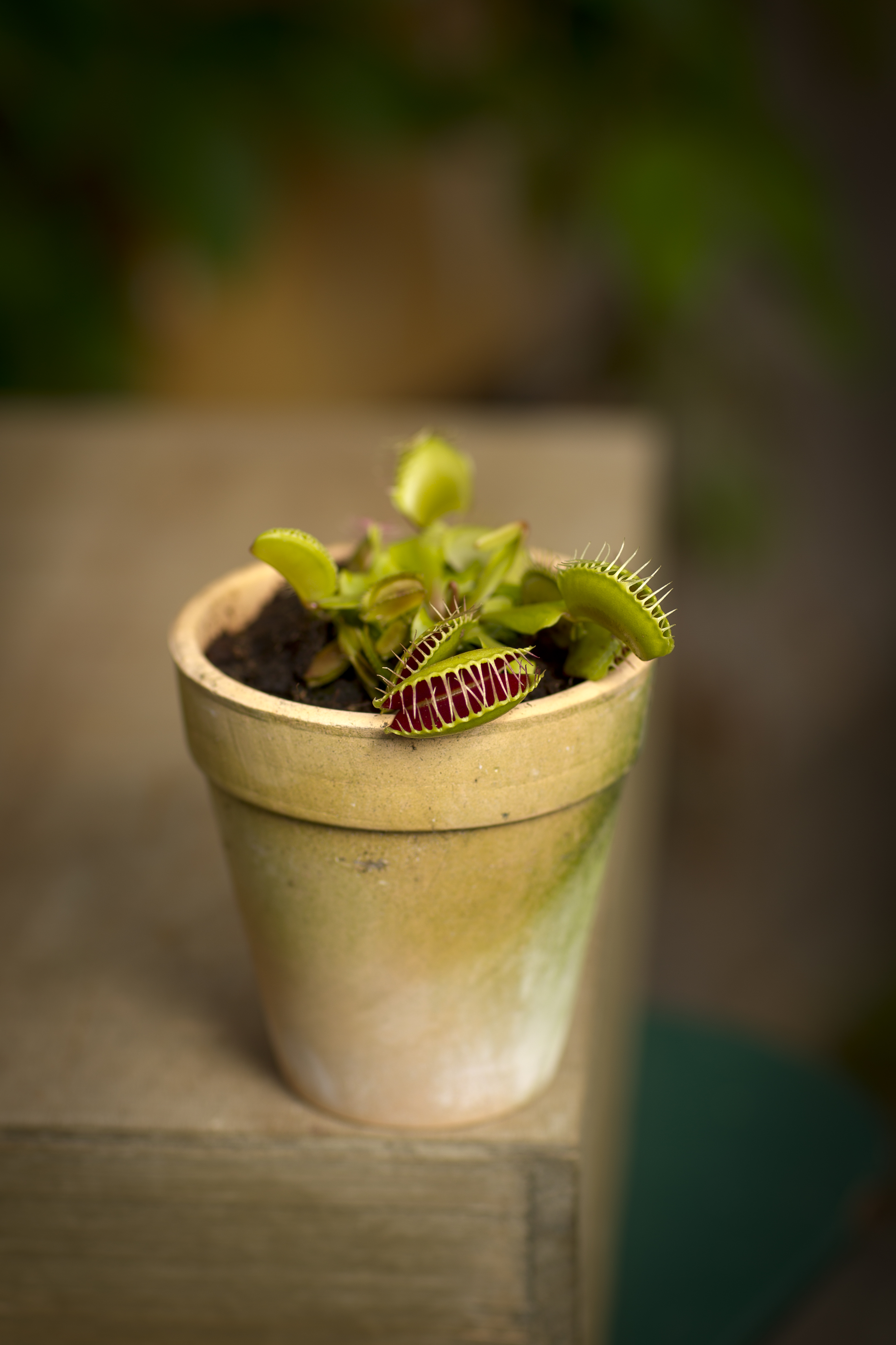 Watering venus outlet fly trap