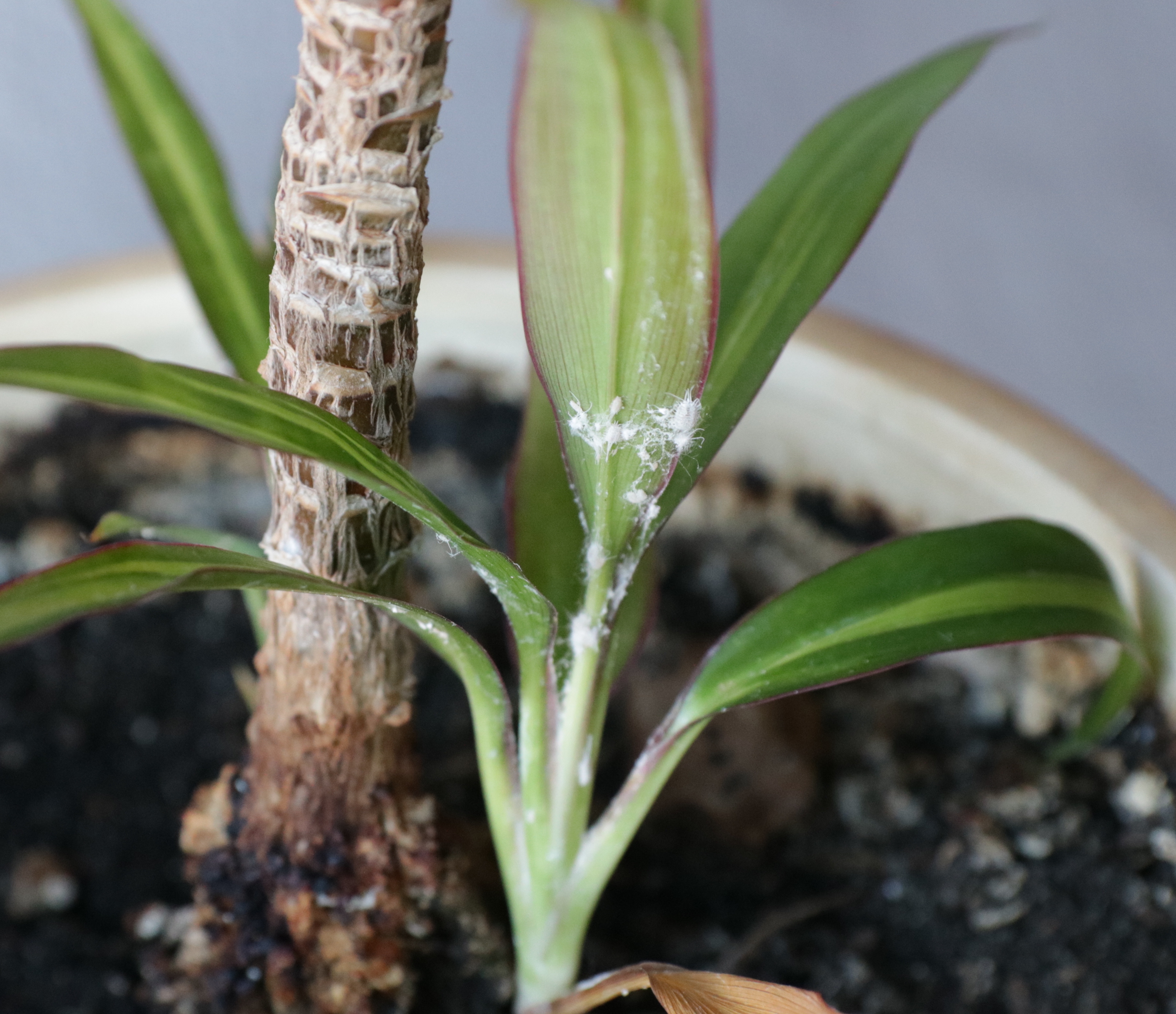 Mealybugs