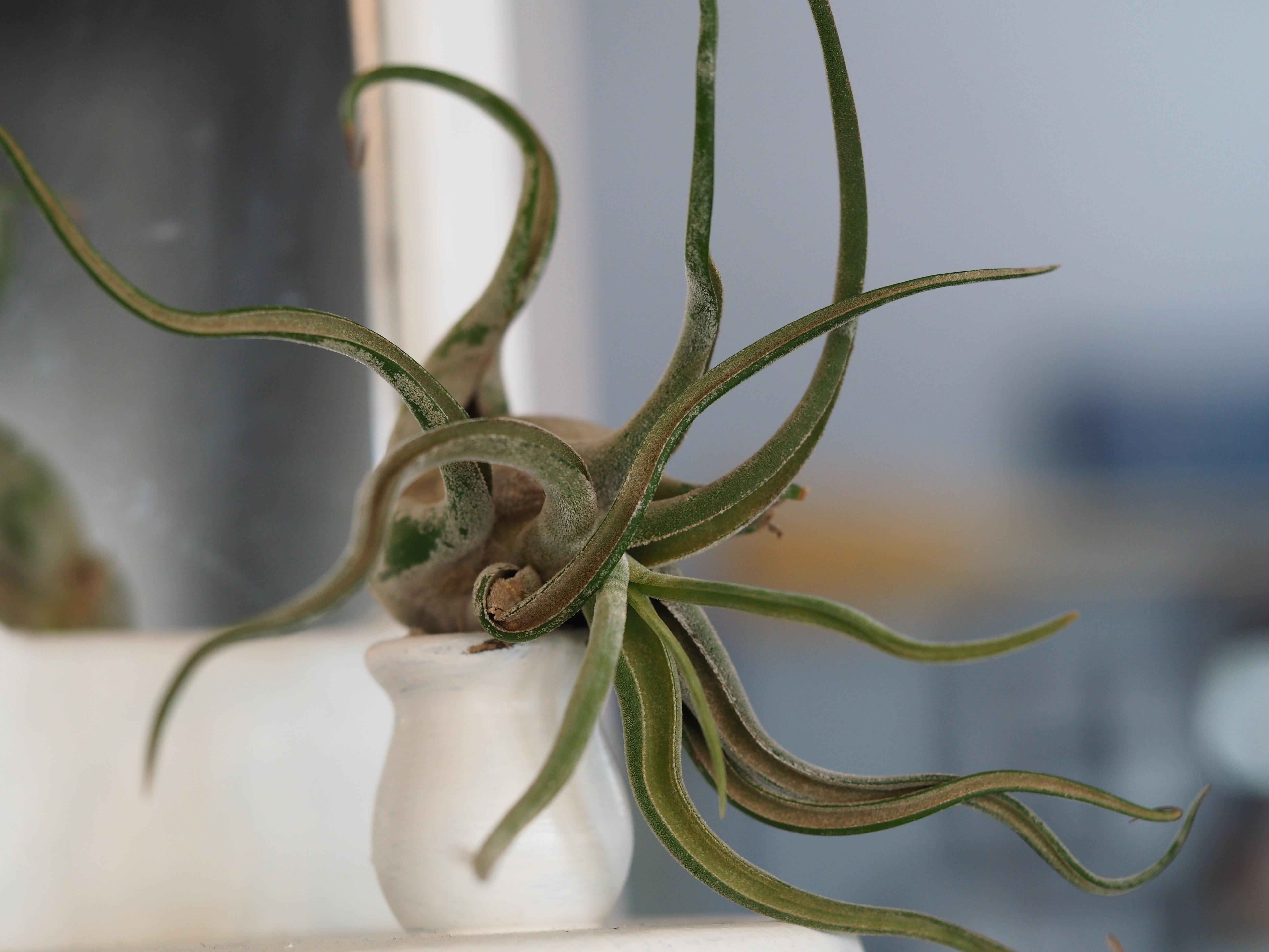 Tillandsia