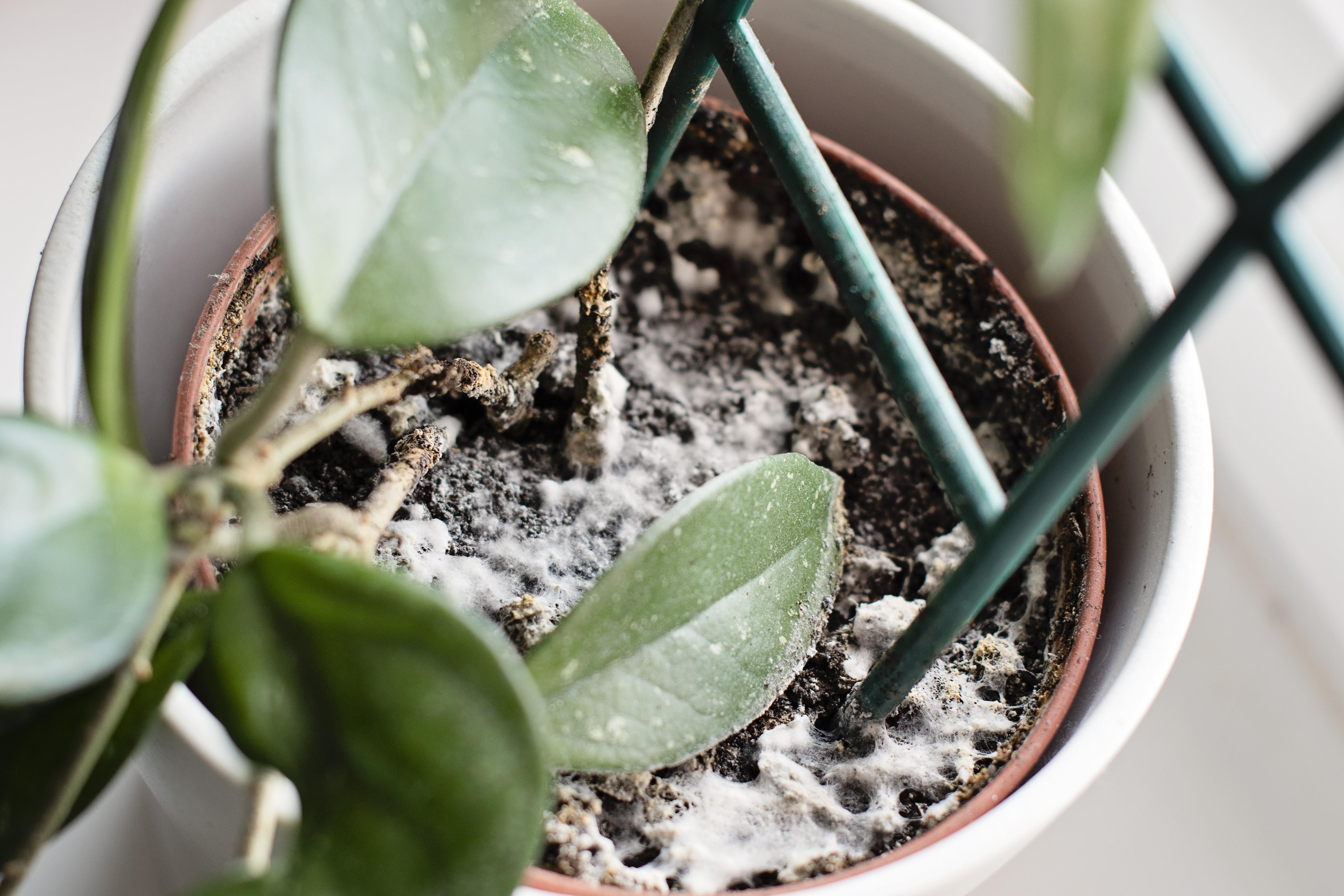 fungus - What are these specks of white fuzz in some of my potting