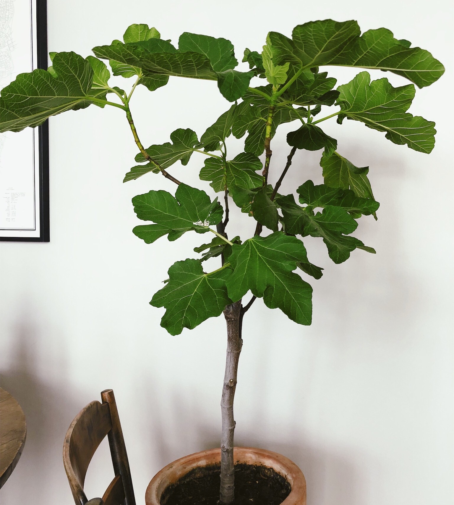 ficus tree pruning stem and crown