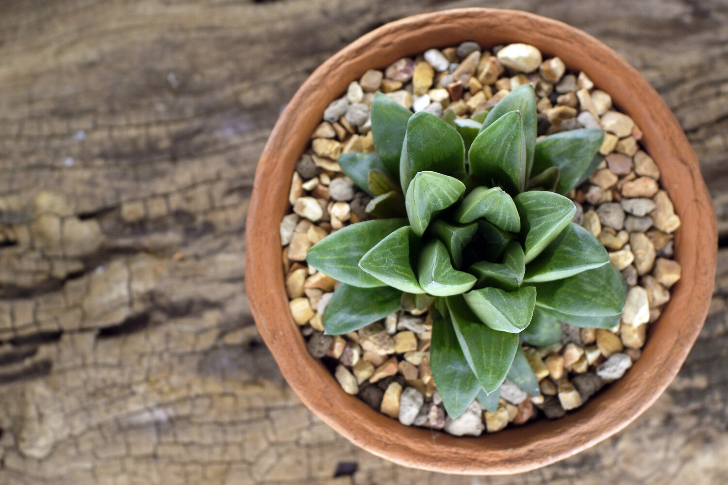 Haworthia Watering 1