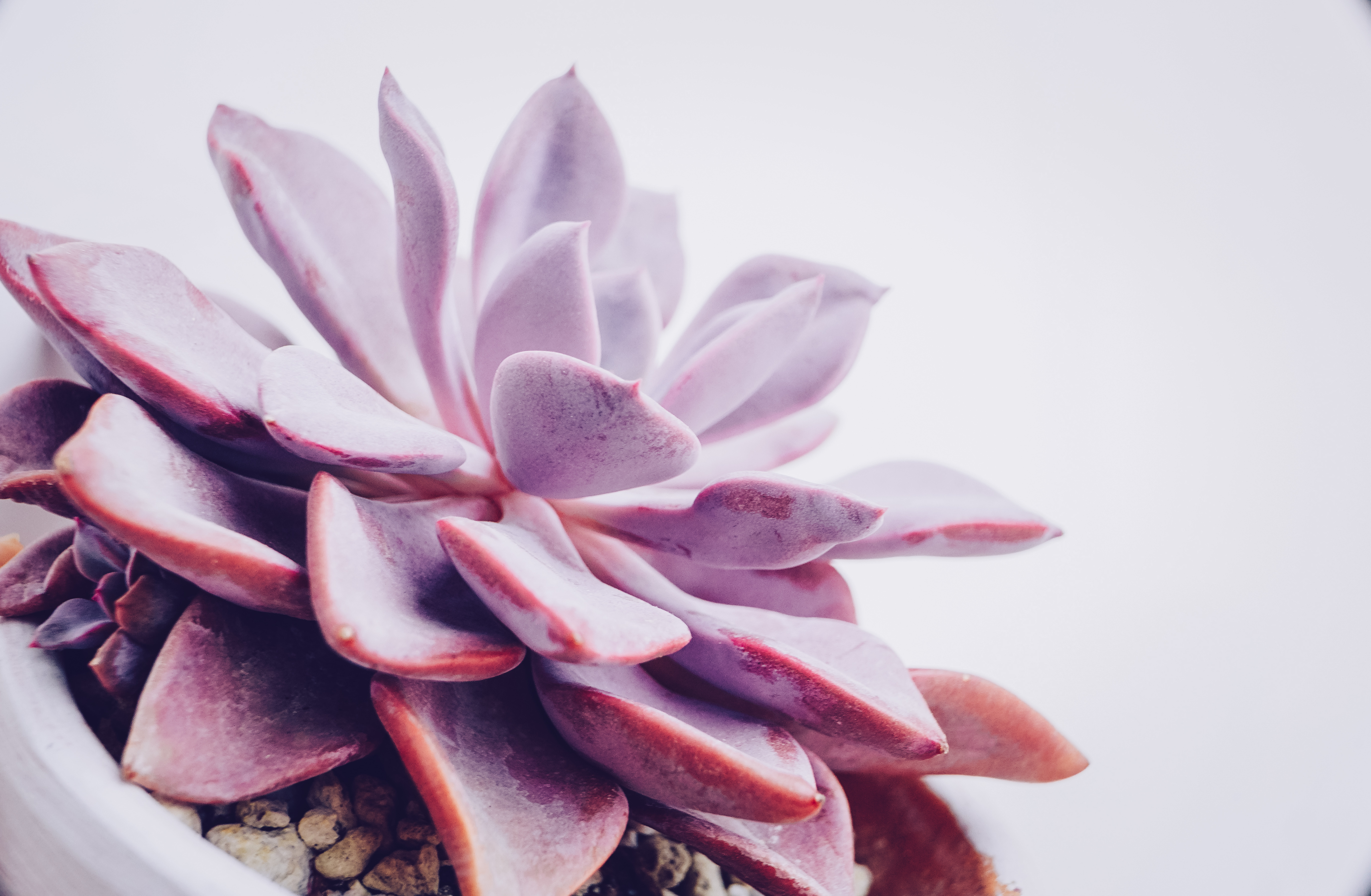 The Best Way to Water Your Graptoveria
