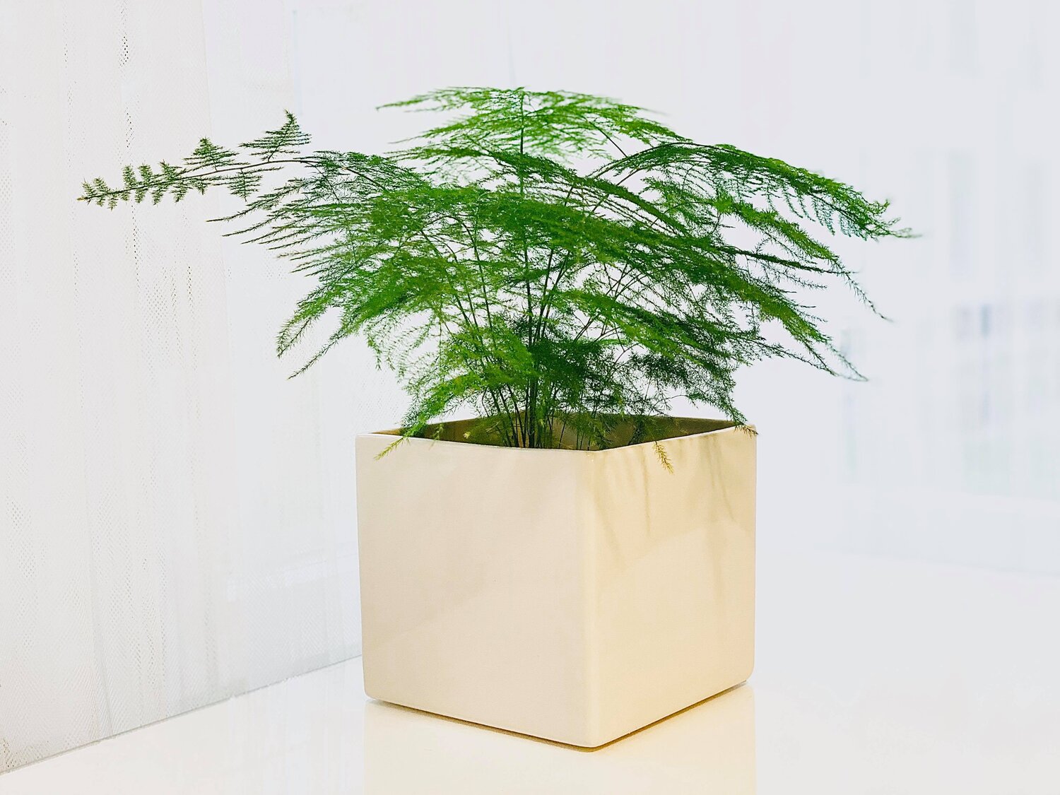 Asparagus fern watering 2