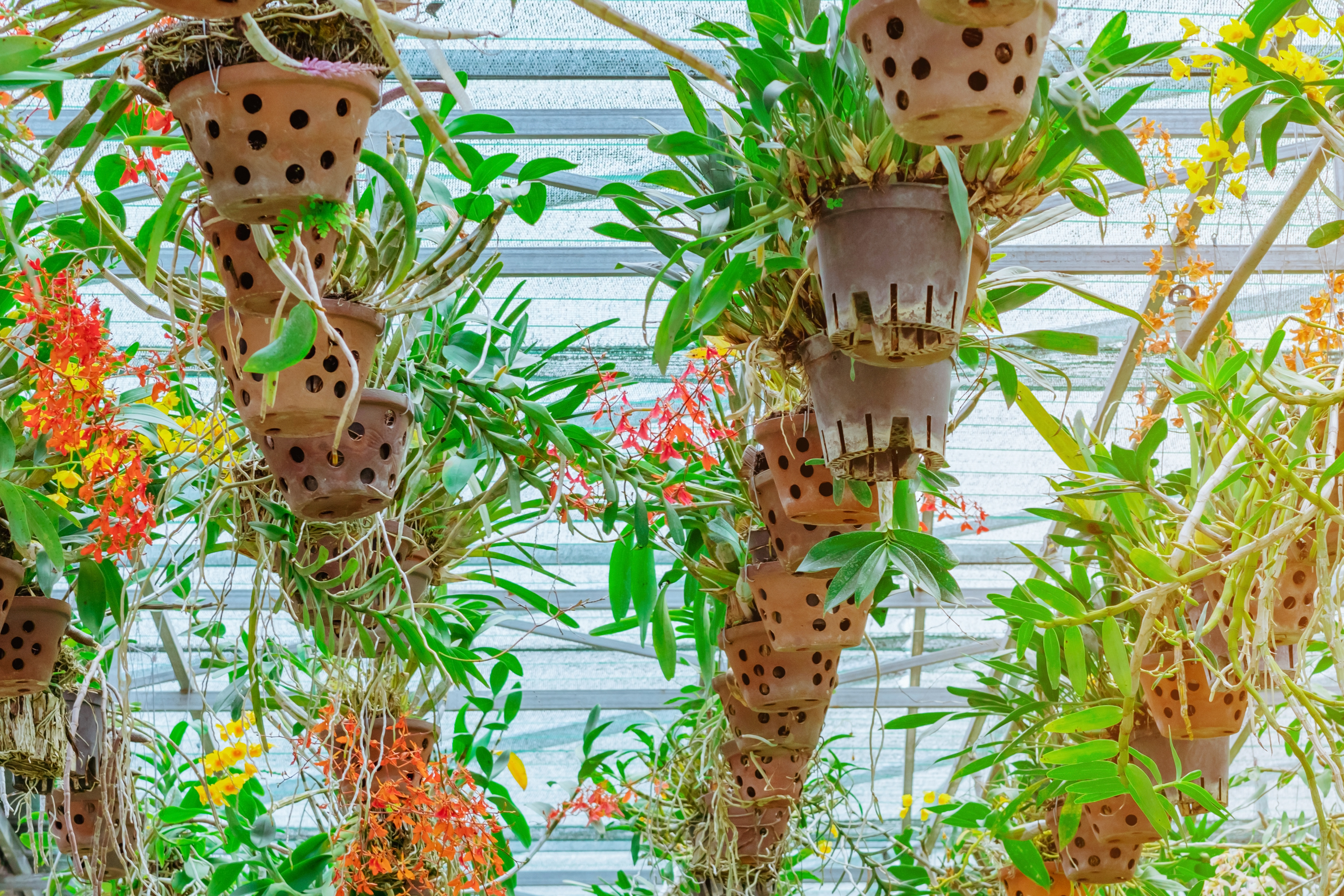 Orchids hanging pots epiphytes