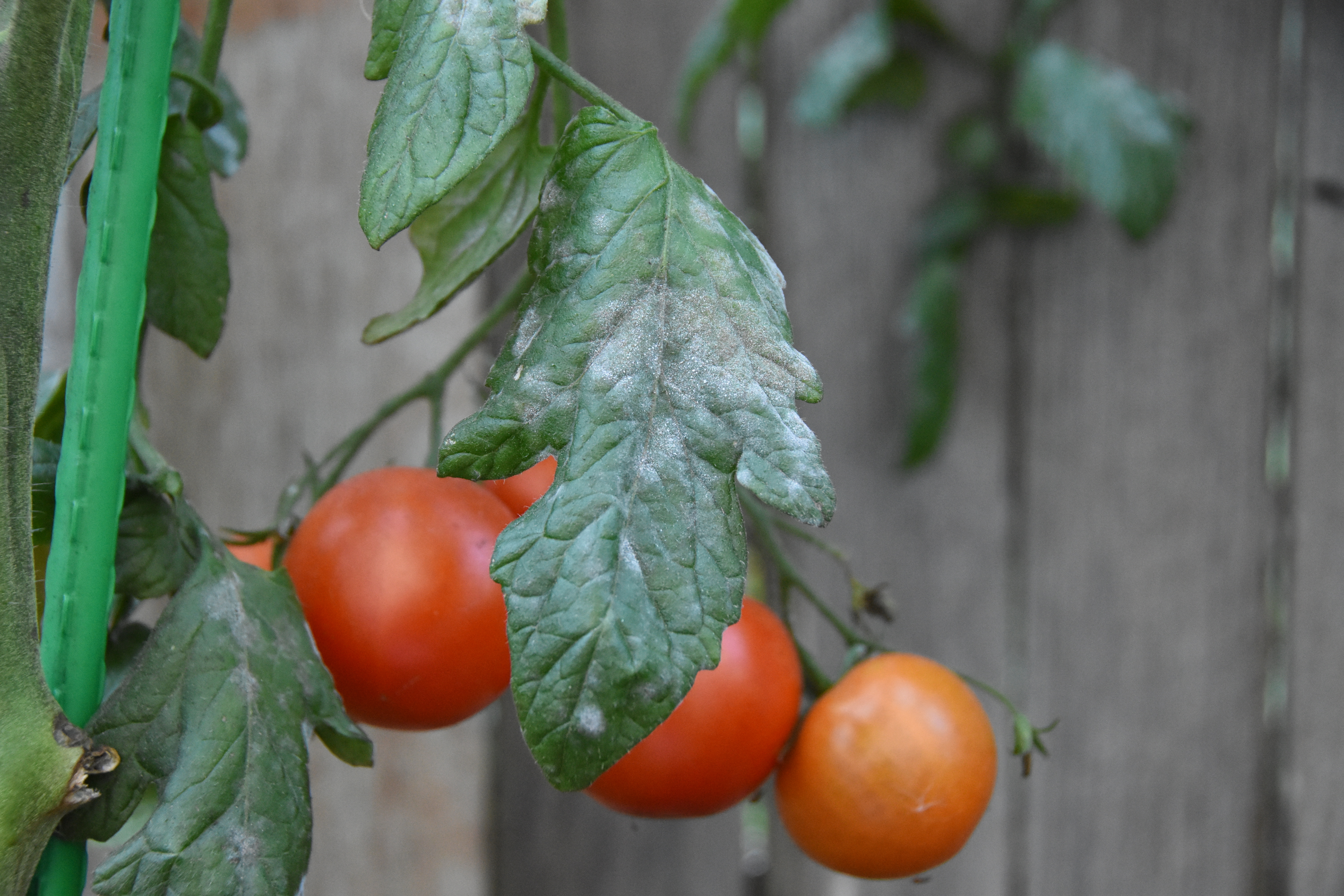 powdery mildew tomato