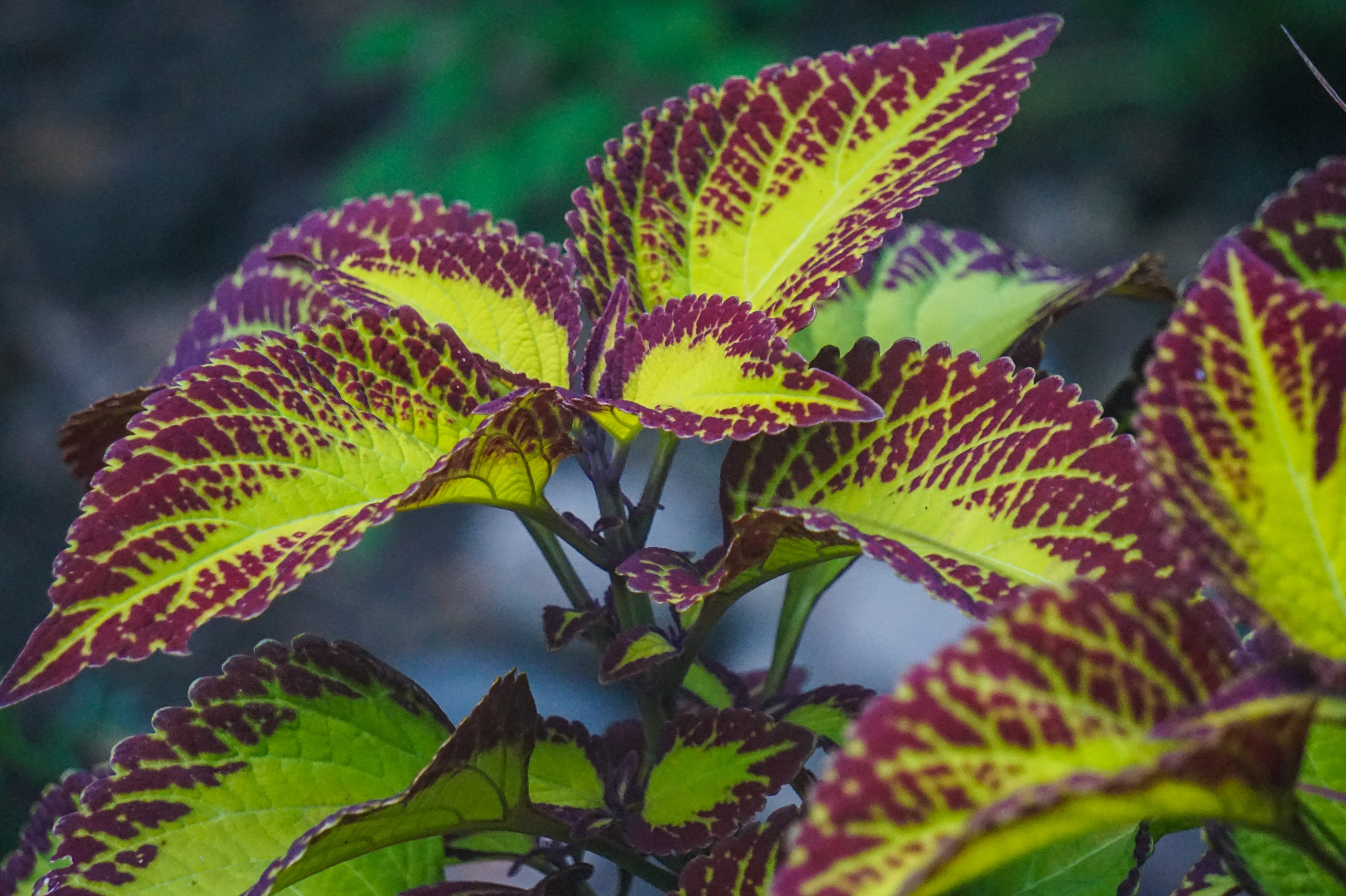 Coleus