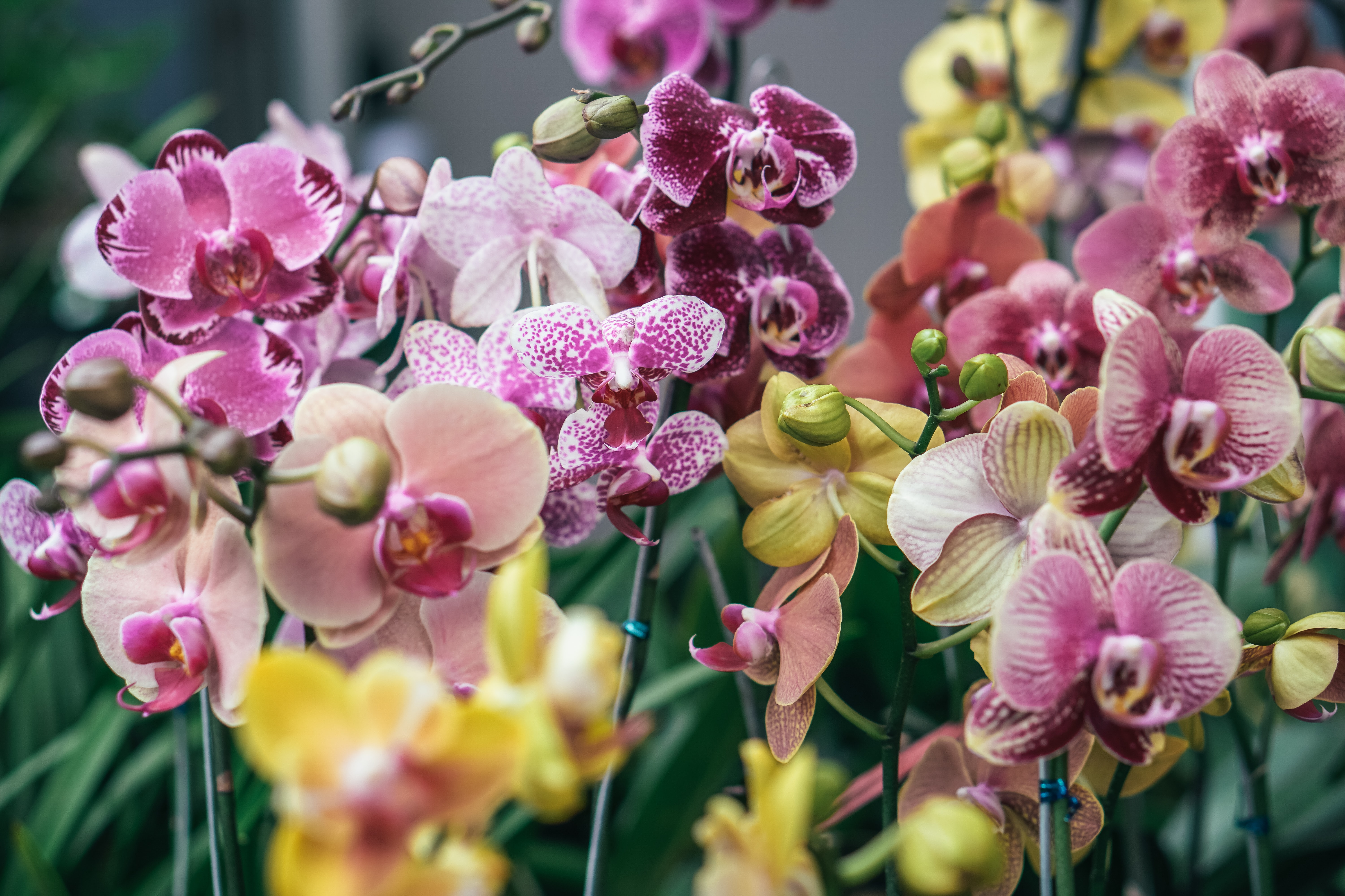 What to Look Out For When Choosing a New Moth Orchid