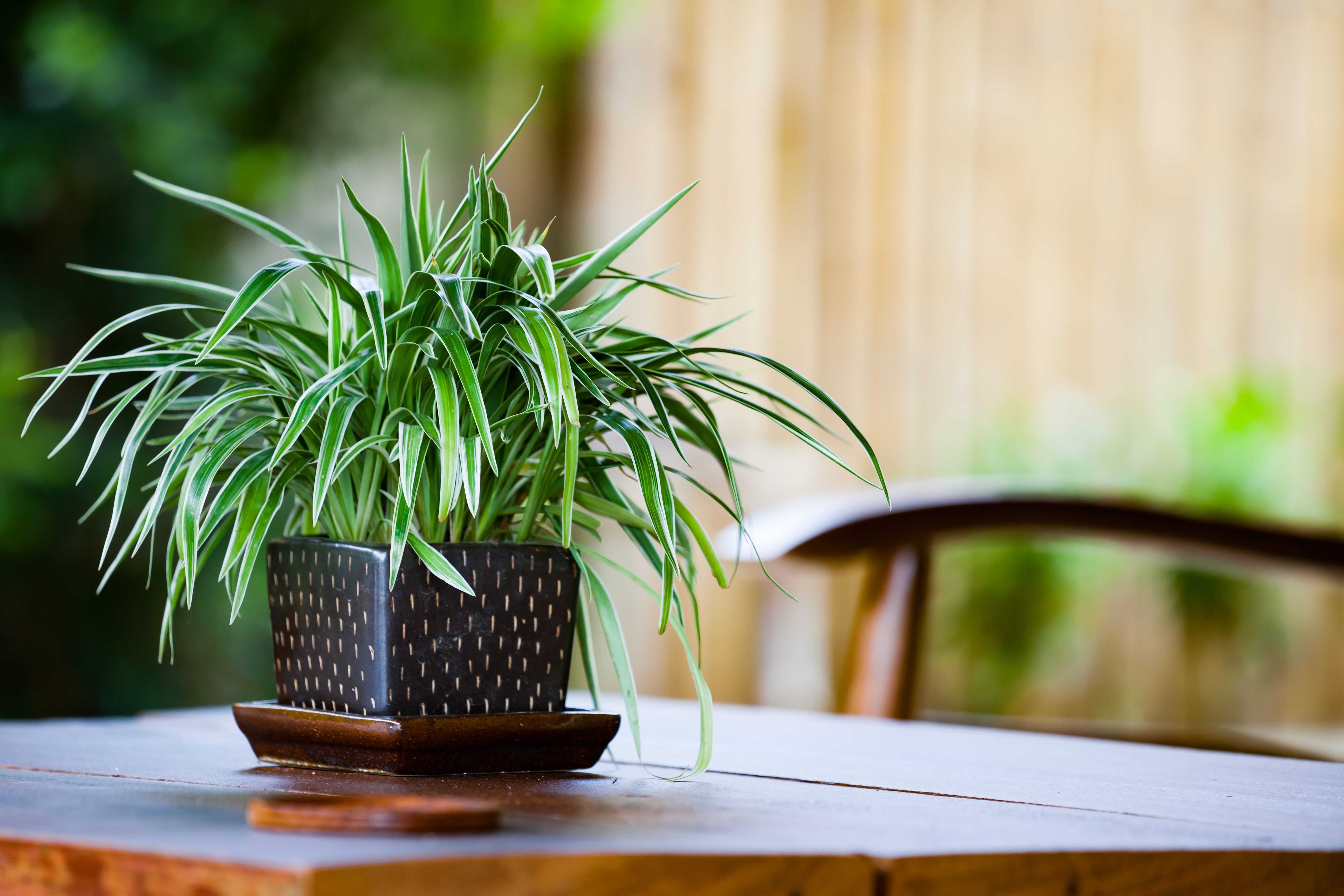 The Best Way to Water Your Spider Plant