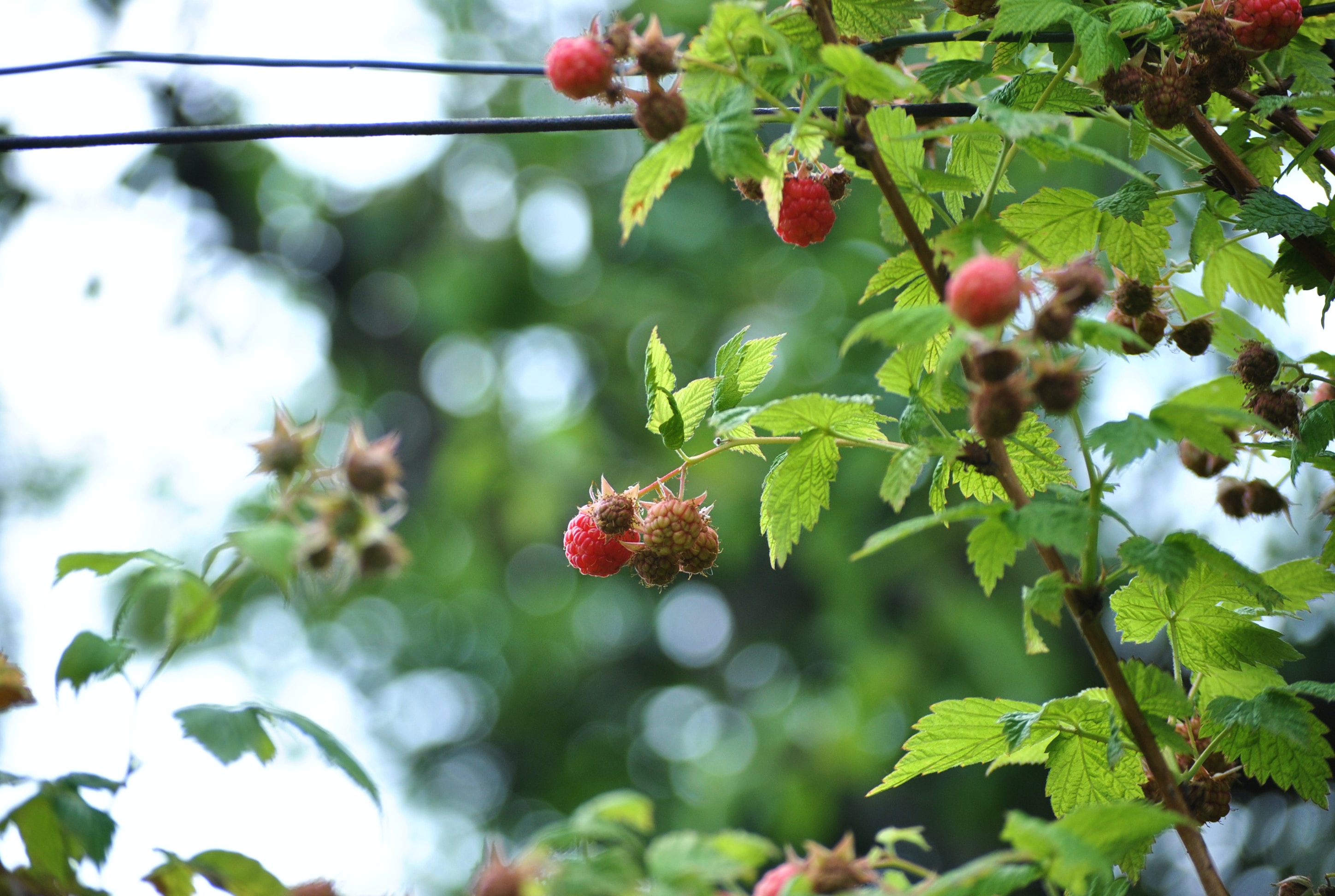 Raspberry, Rubus