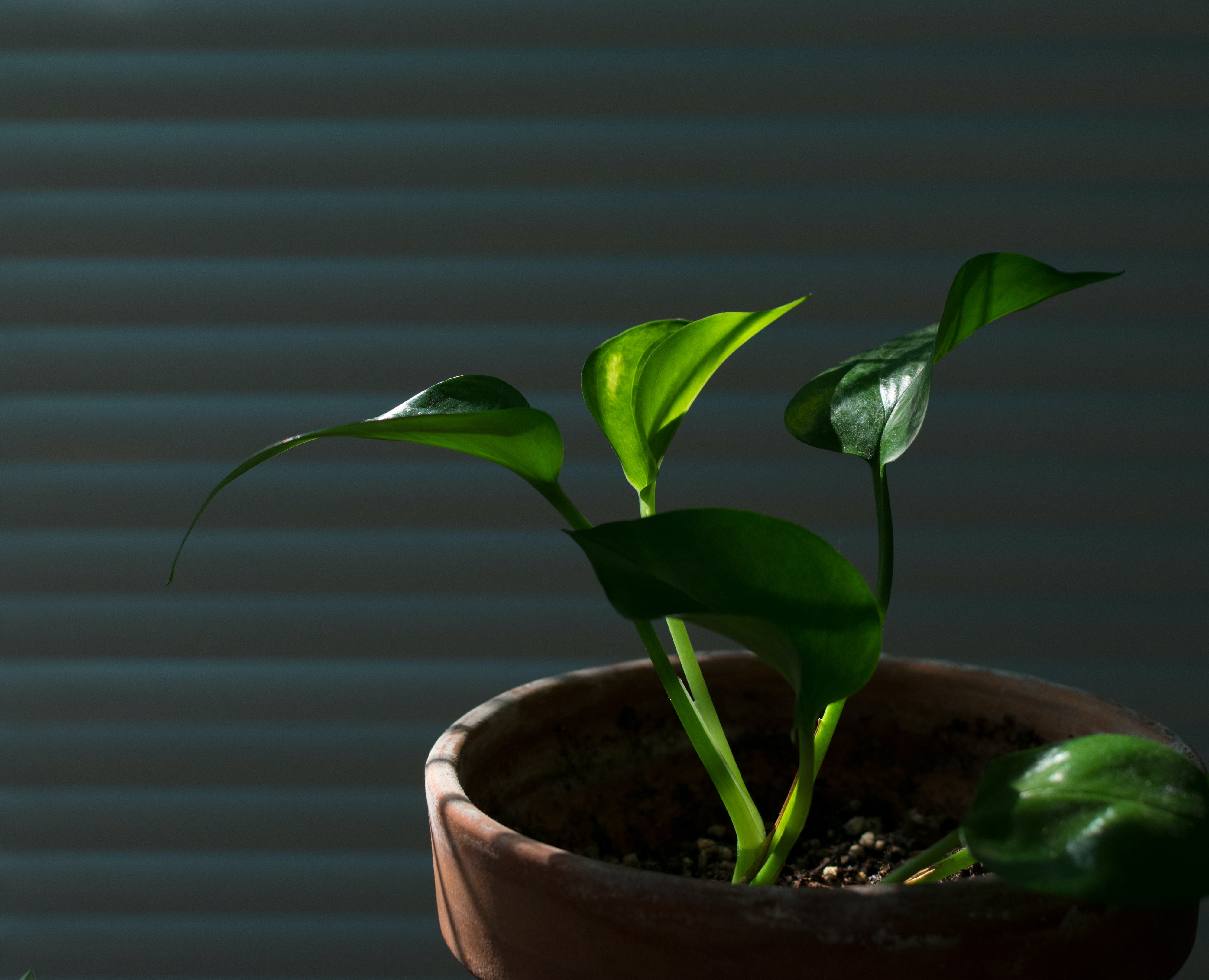 shade pothos Epipremnum