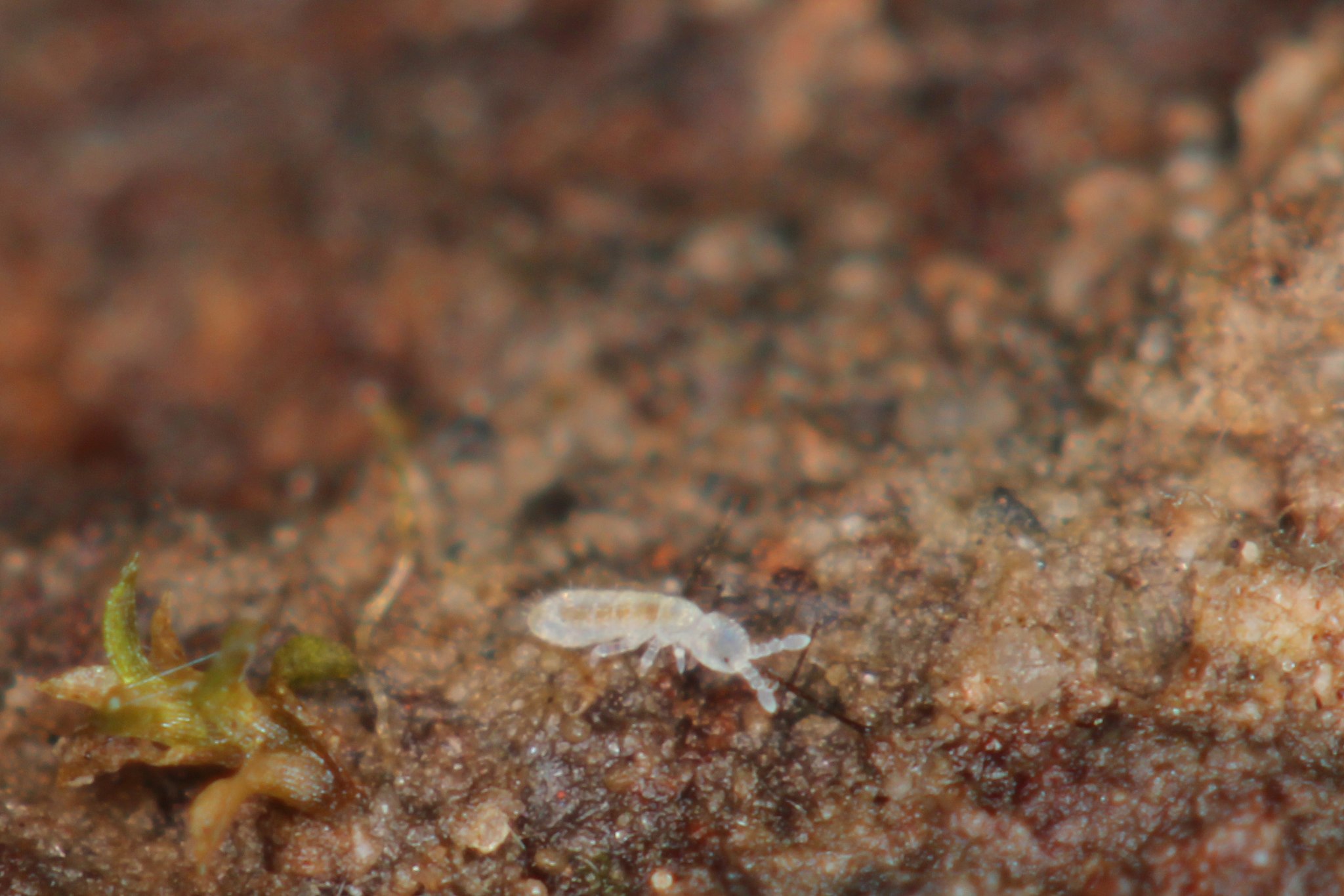 Springtails - The harmless critter in the soil