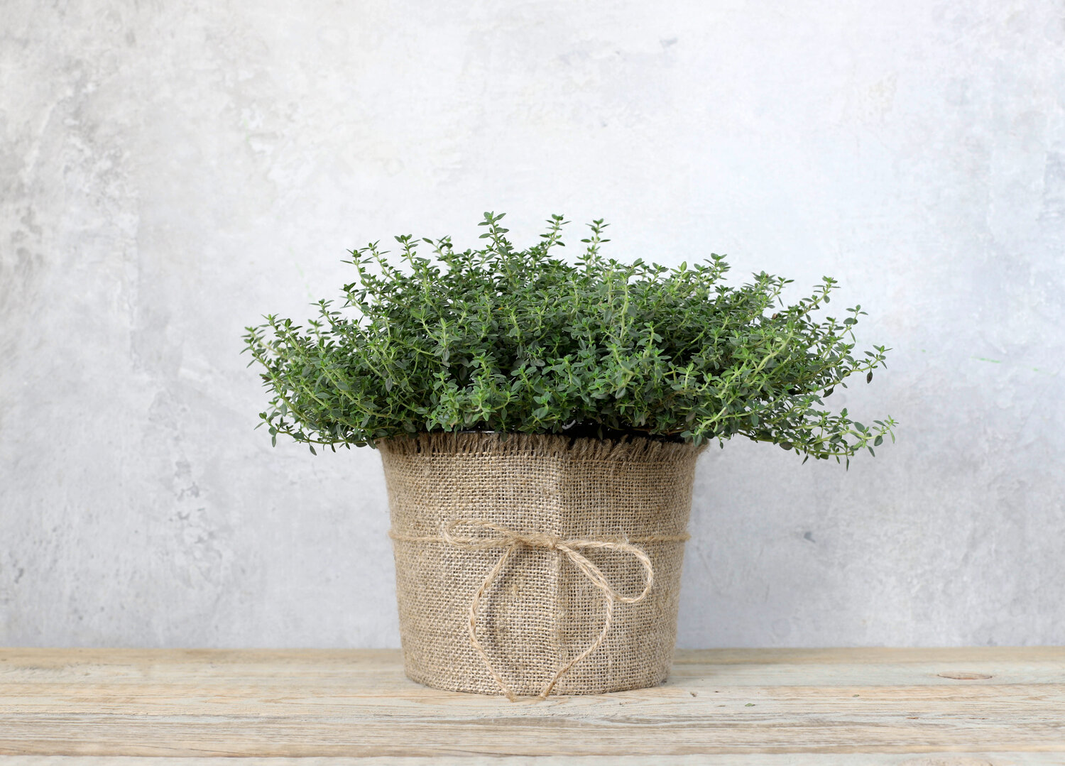 Thyme watering 2