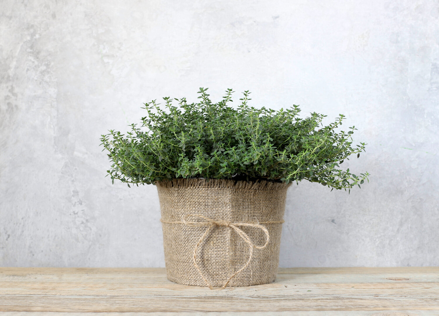 Thyme