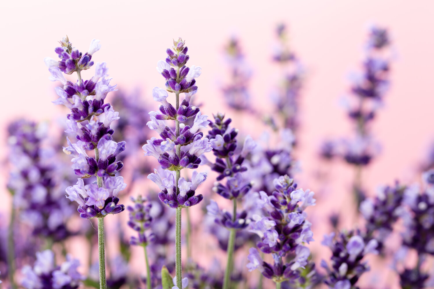 Lavender watering 1