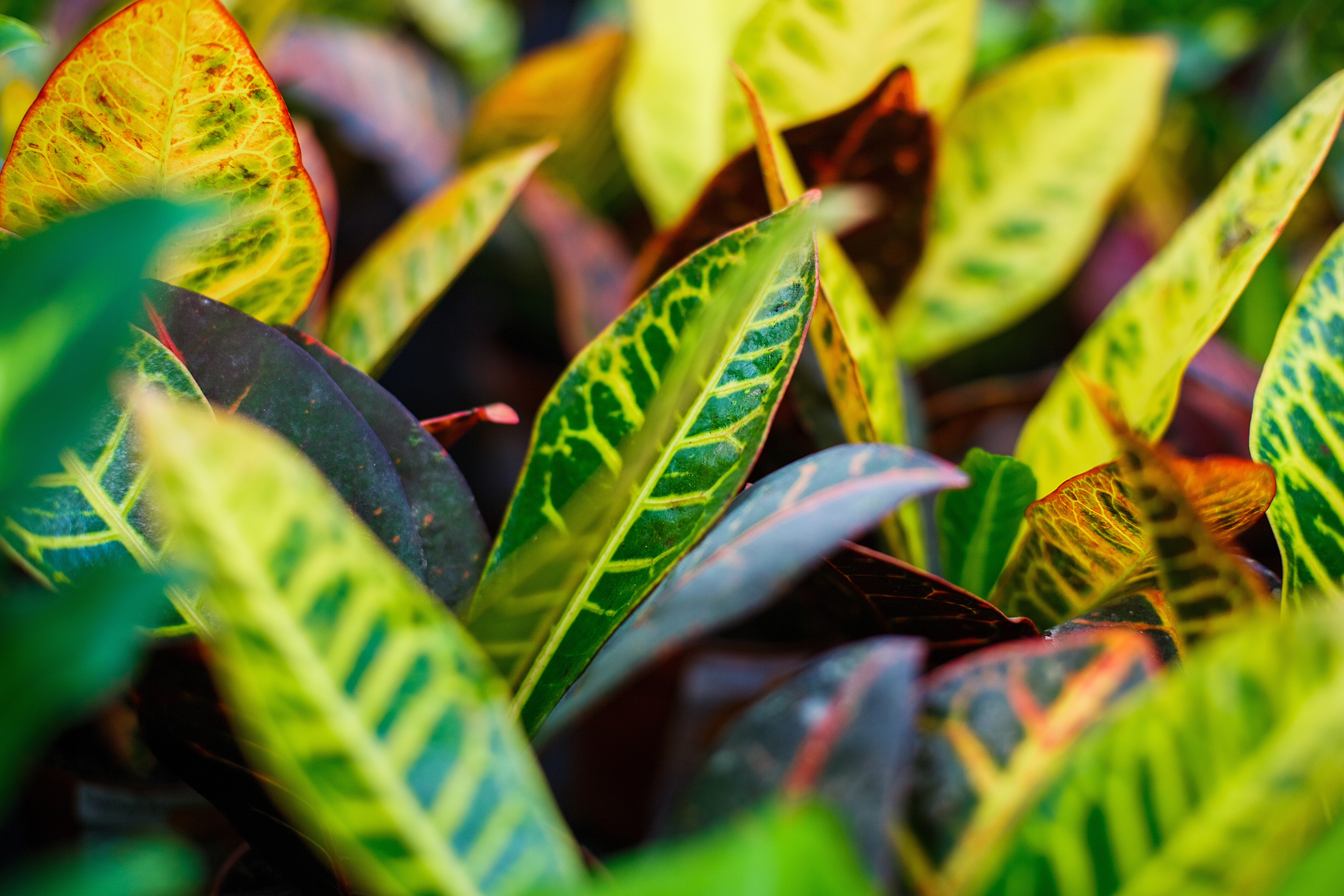 The Best Way to Water Your Croton